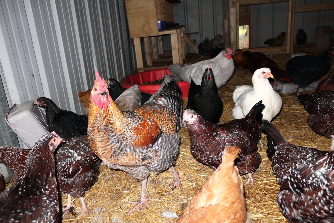 MMM Rooster At 4 Months Old4