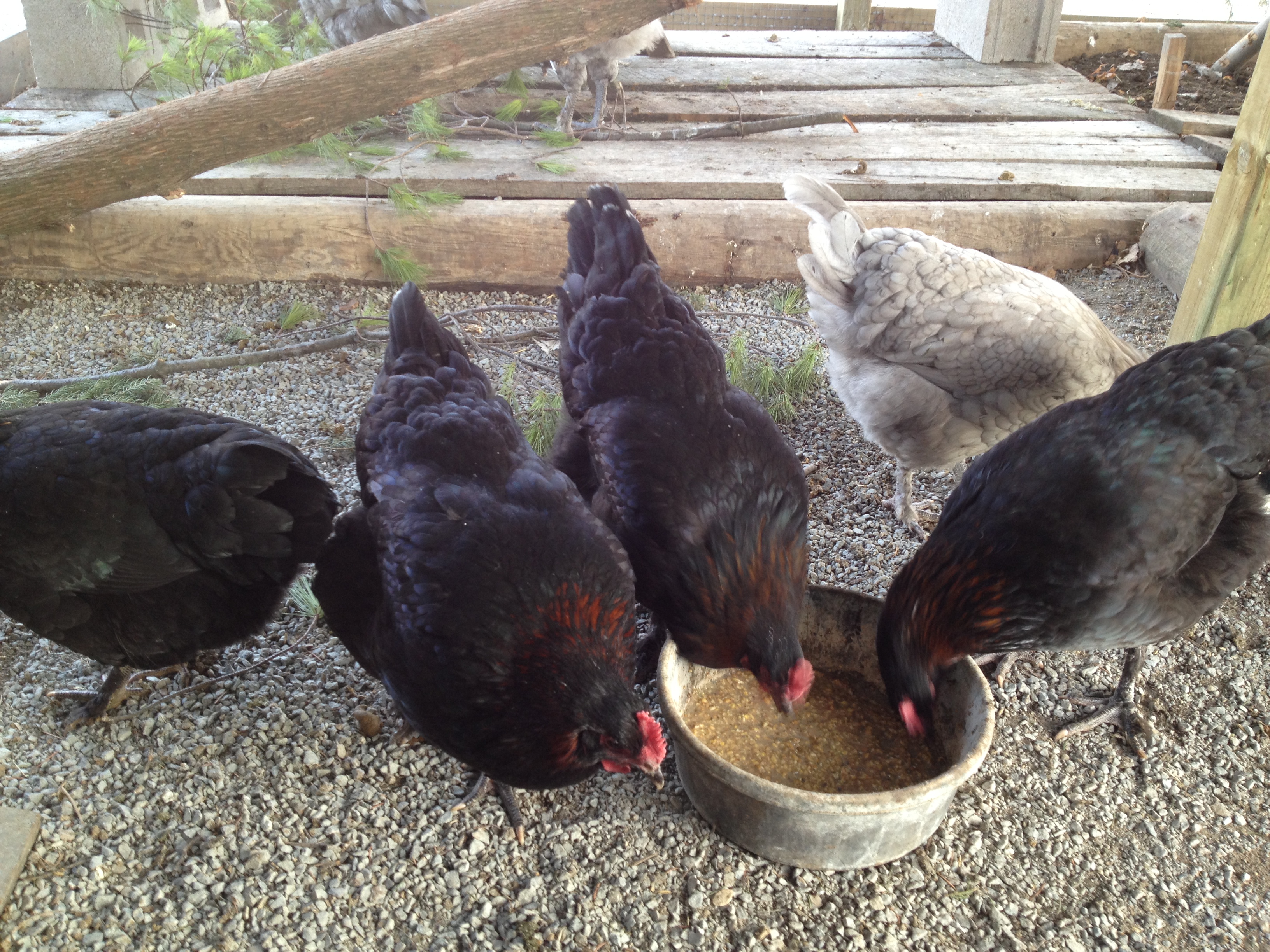 Mmmmm Fermented Feed, lets pick out the BOSS first.