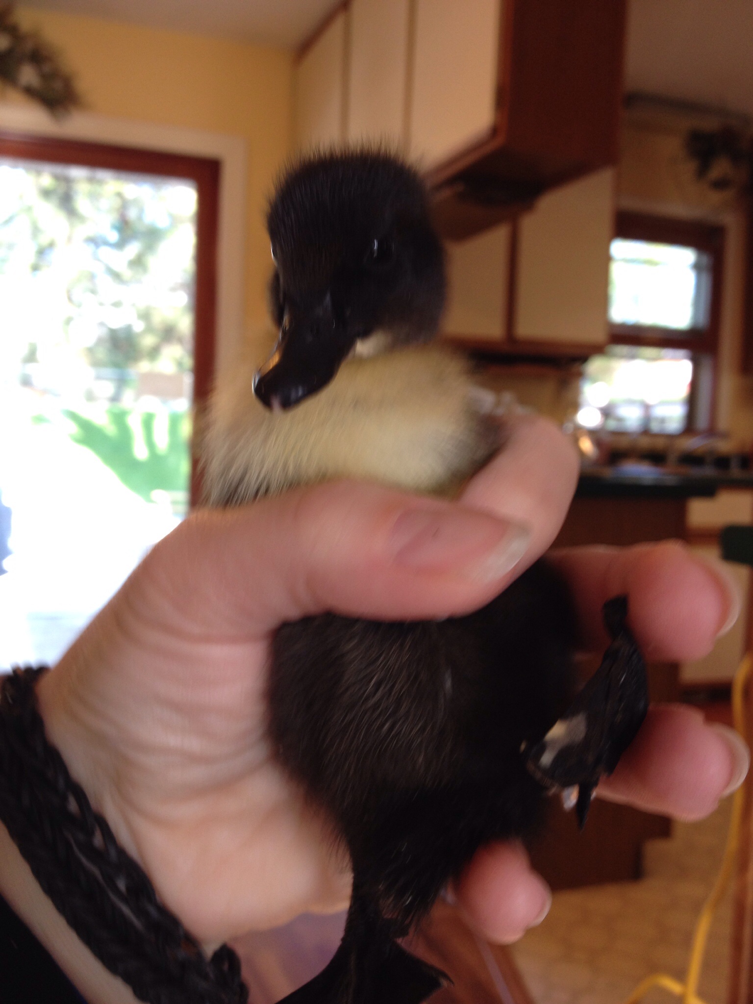 Moby duck