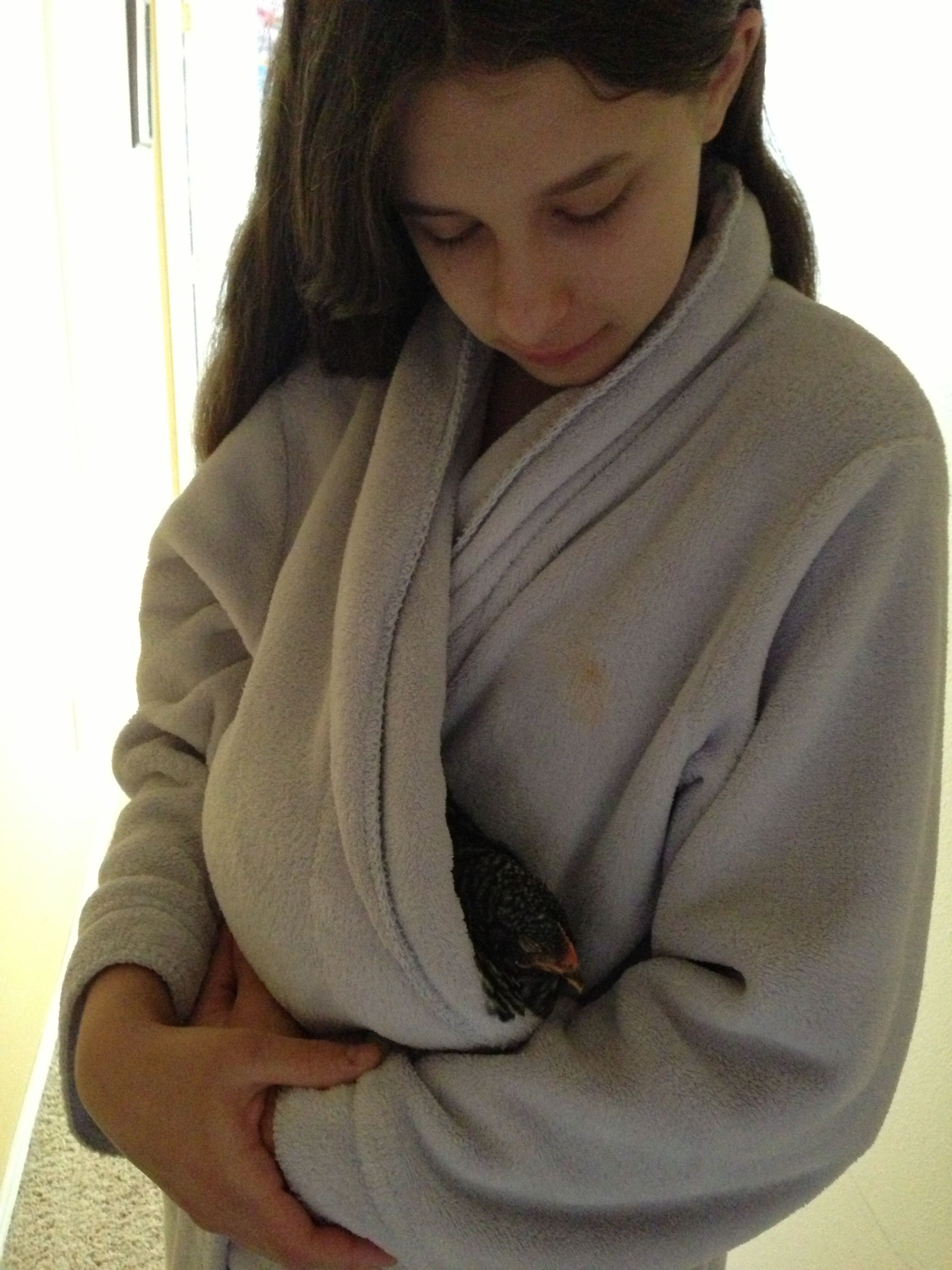 Moby wrap for chickens