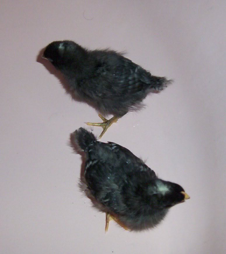 Mocha and Poachy a few days old.