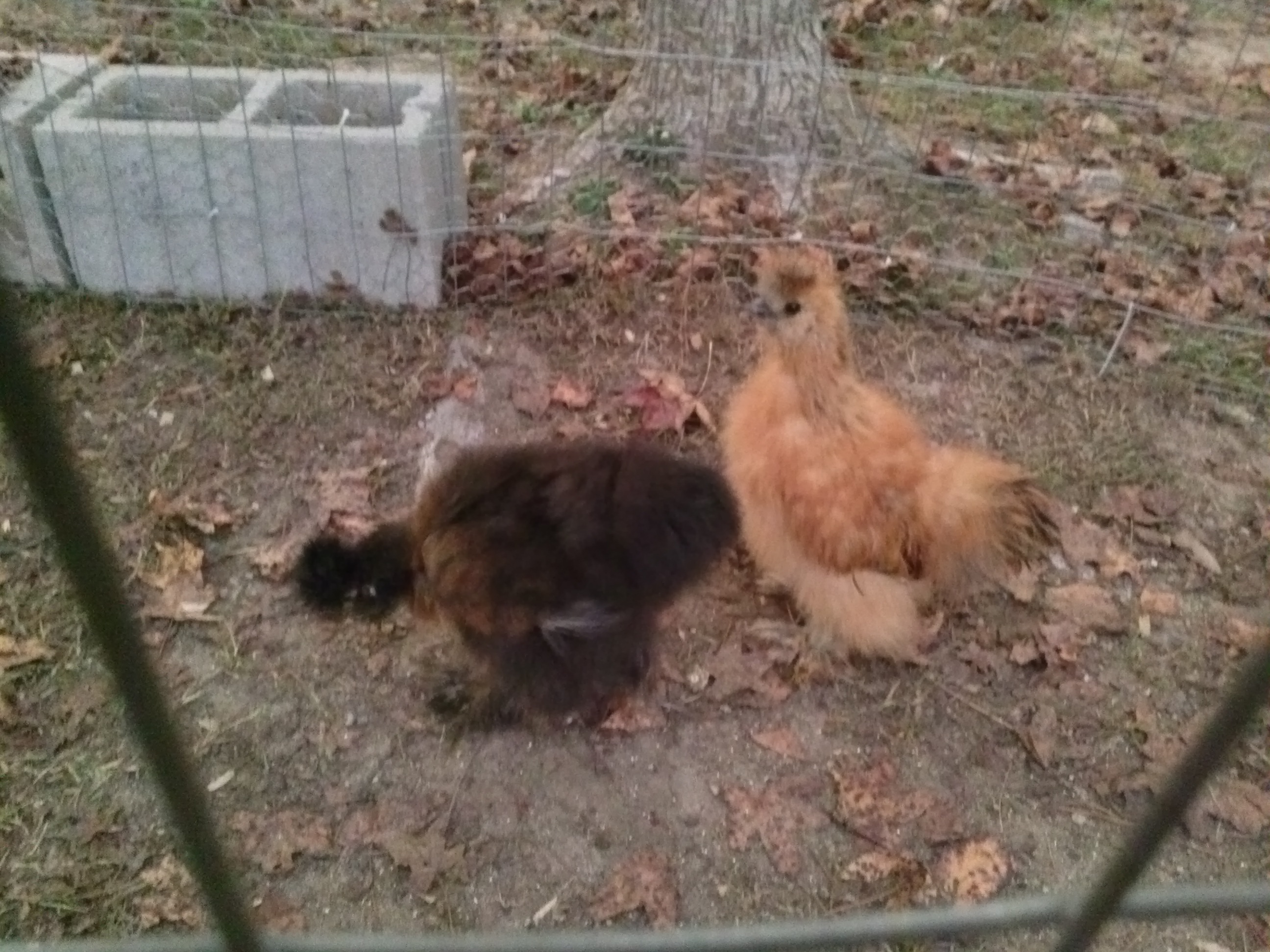 Mocha is our red hen and coco is our young rooster.