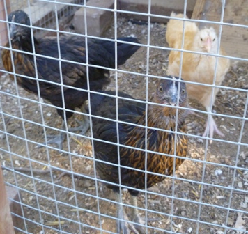 Mocha, Puddin and Vanilla Bean