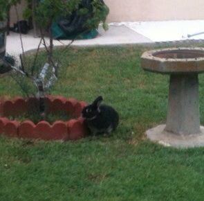 *
Mocha  when there was still grass in the backyard