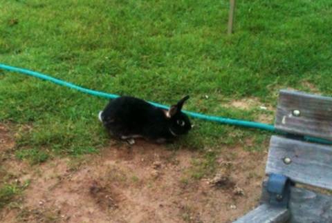 *
Mocha wondering what we were thinking when we brought home 7 chickens.
