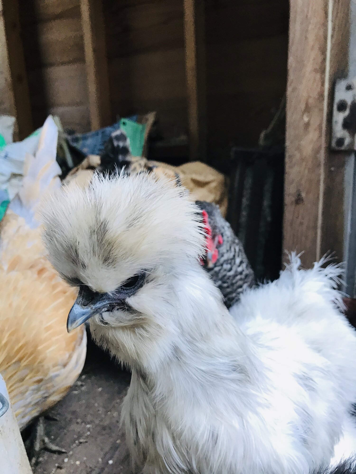 Mochi