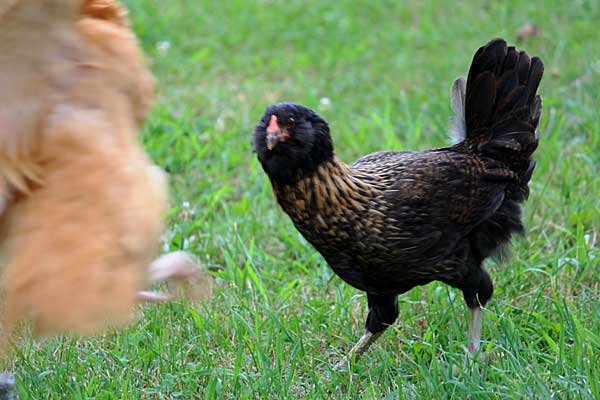 Mock chicken fight between Ruby and Buffy.