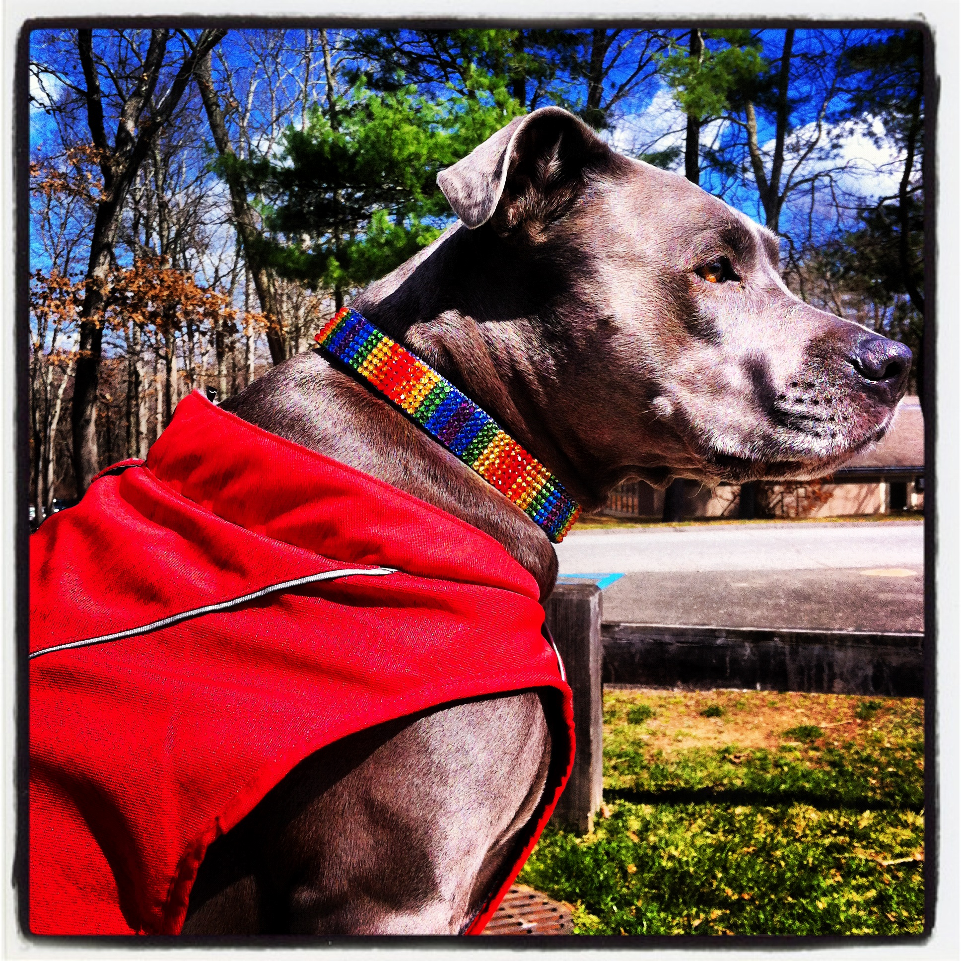 Modeling one of my collars.