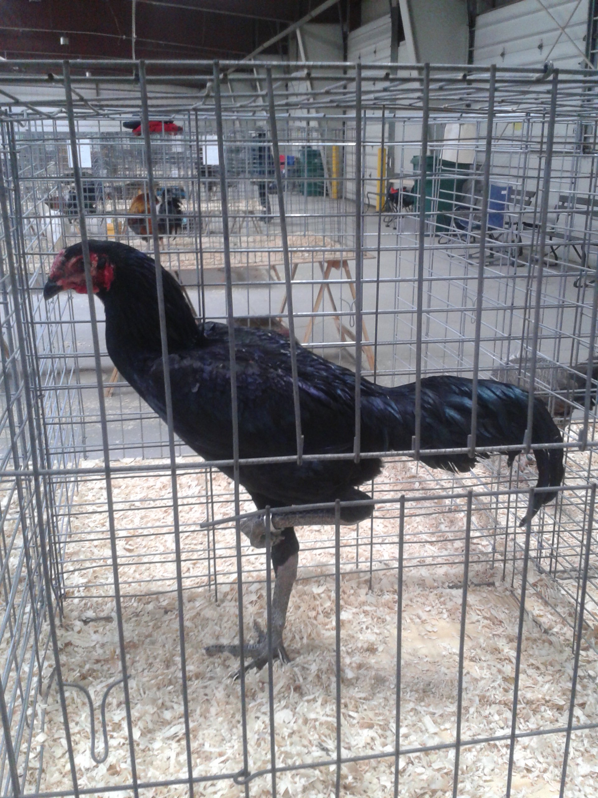 Modern Game, Best in Breed (I believe)