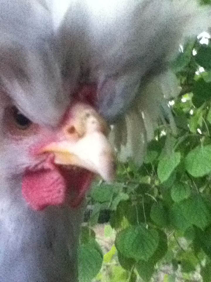 Moe chicken