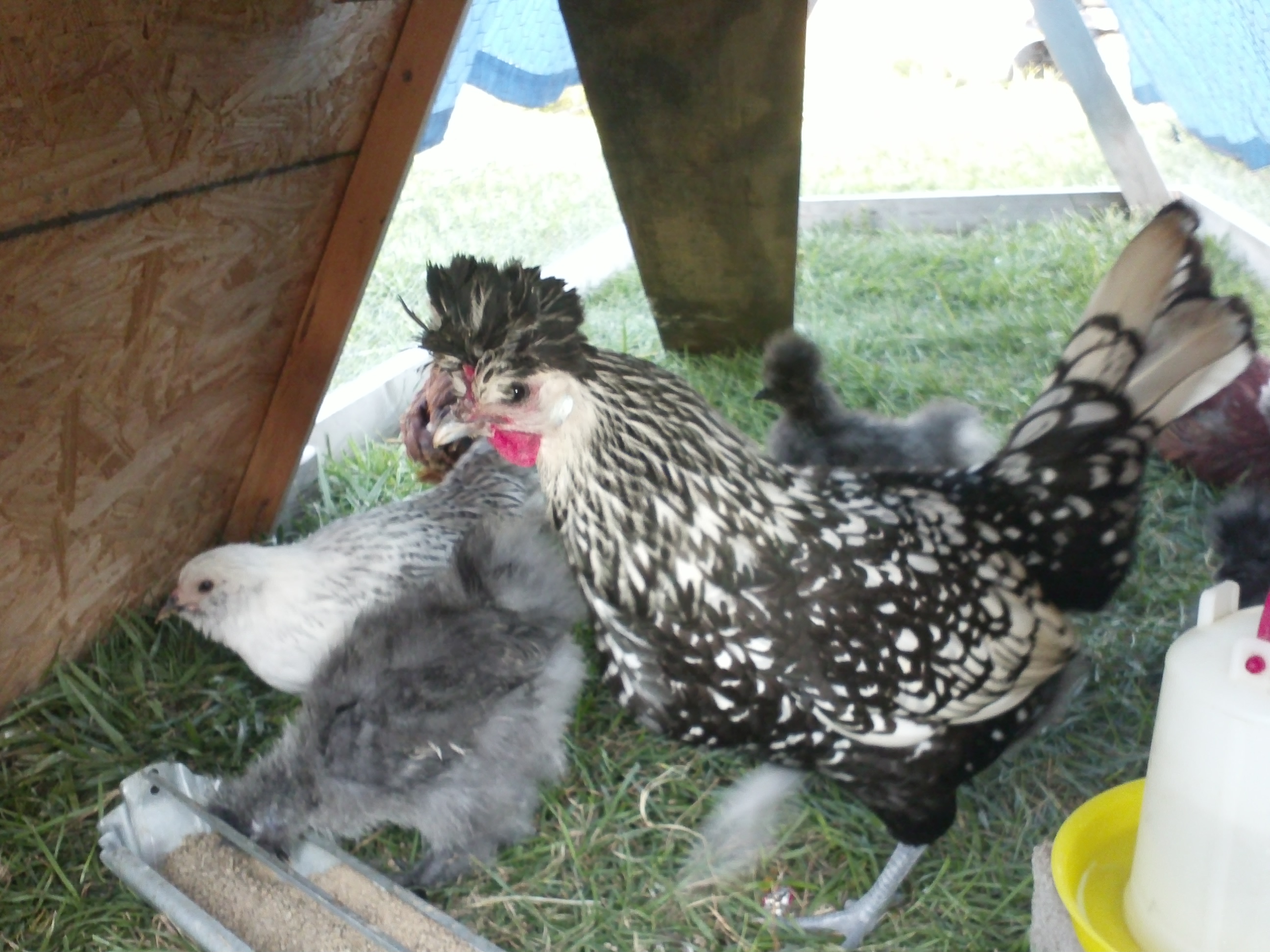 Mohawk checking in on the little ones