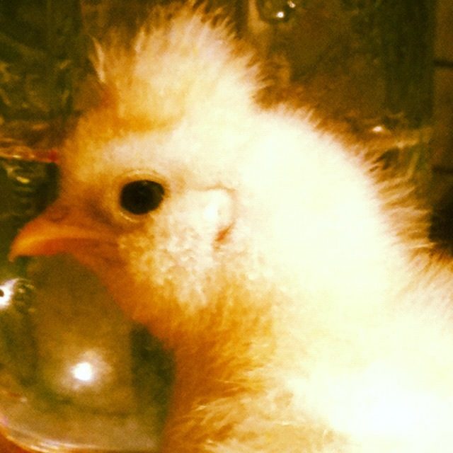 Mohawk (D'Uccle) love this chicks feathers on it's head.  photo (55).JPG
