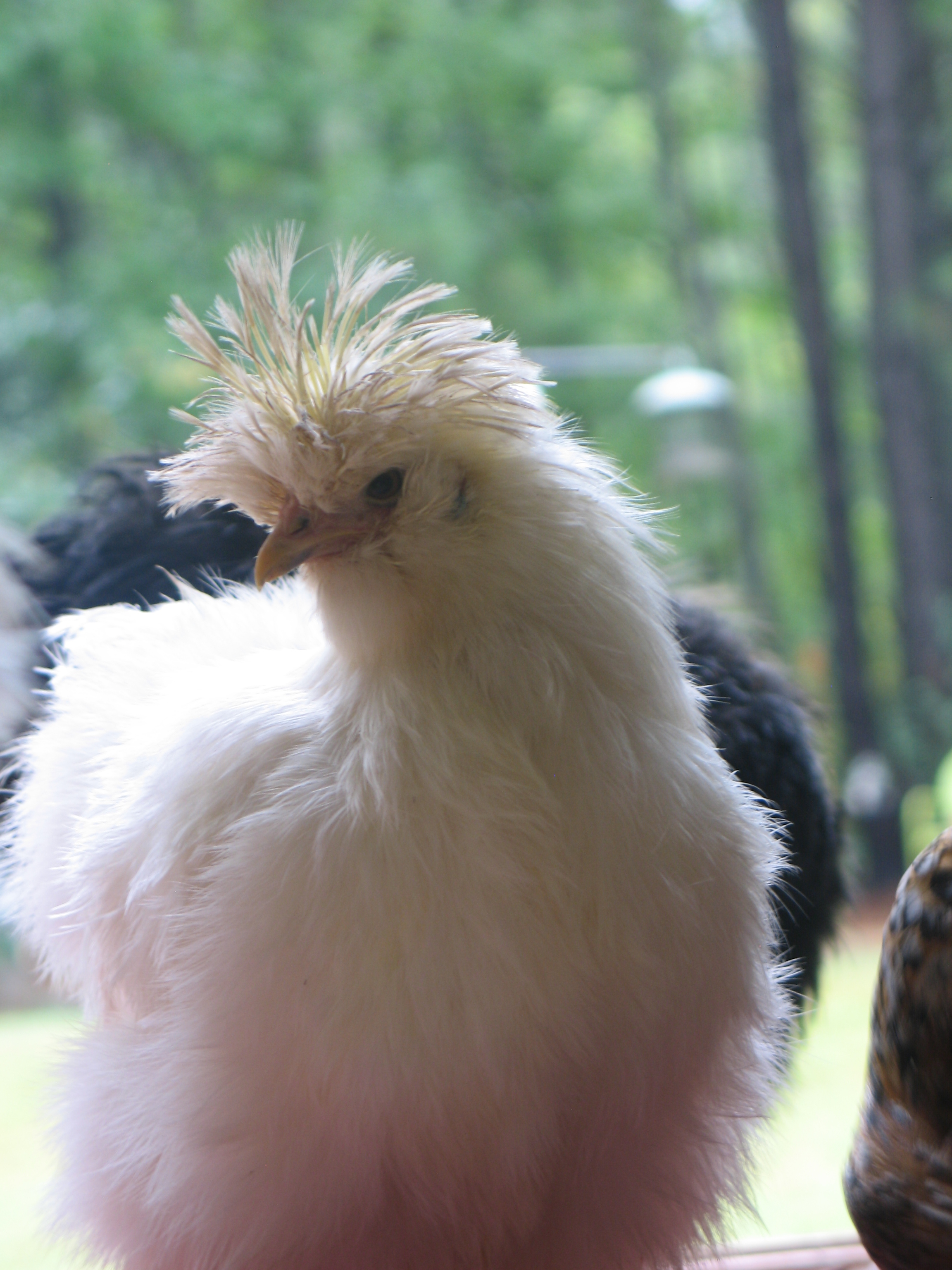 Mohawk in the kitchen on a rainy day.