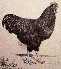 Mohawk V 1929