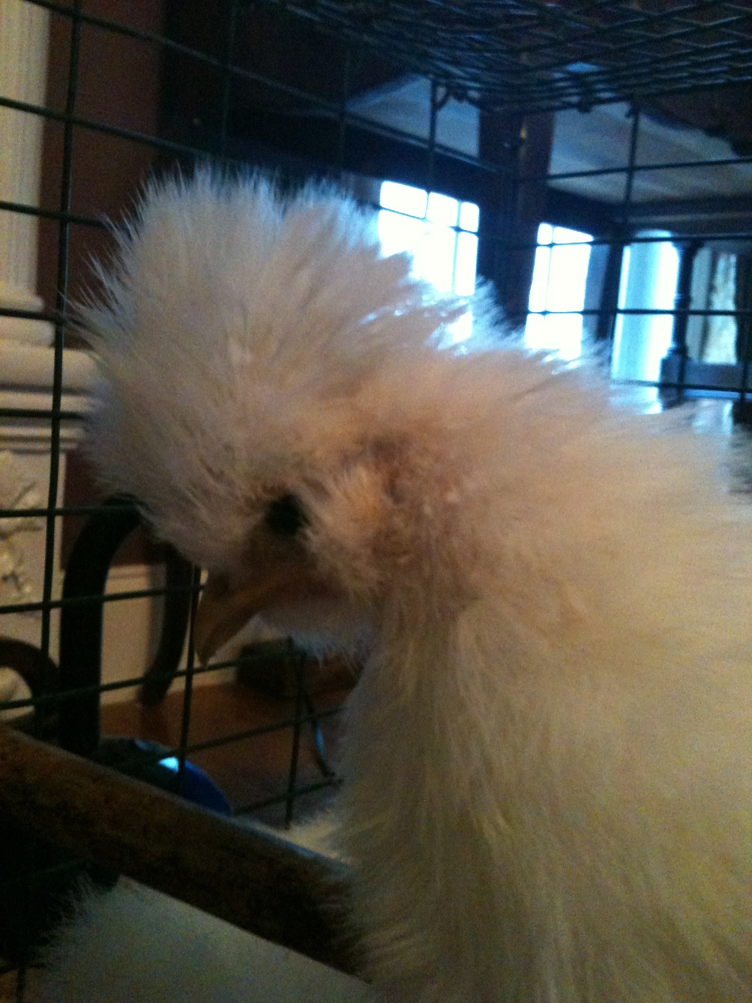 Mohawk