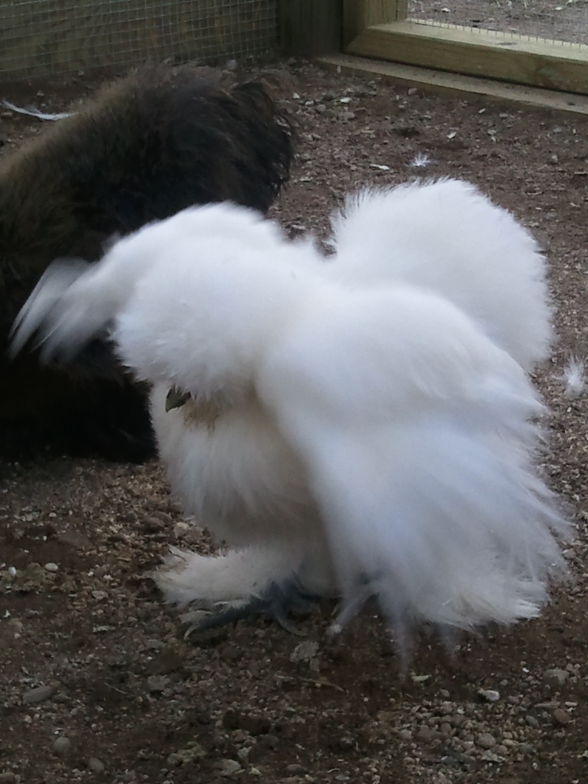 "Mojo Jojo" loves to flap her wings!