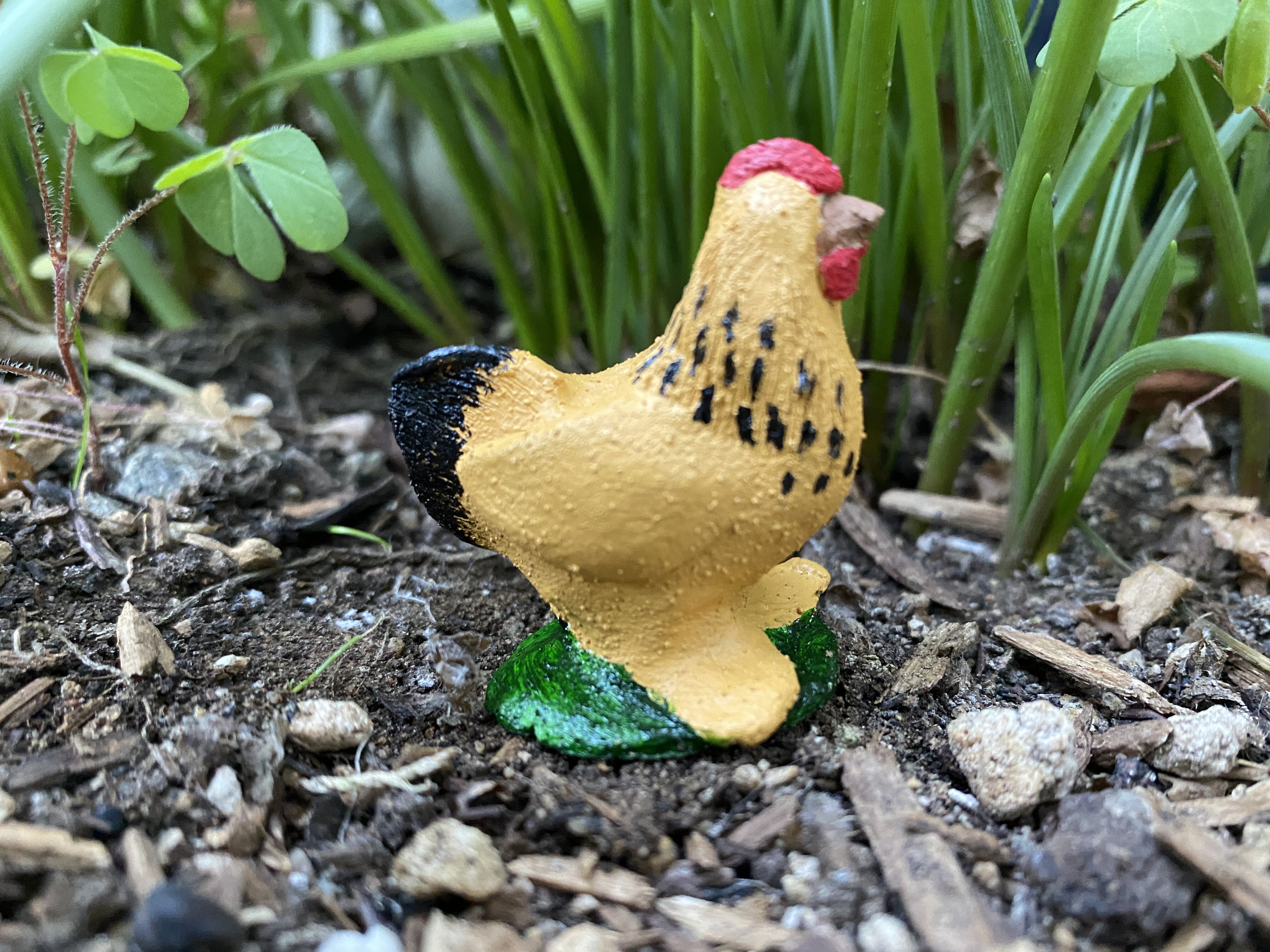 Molly, a buff Brahma hen.
