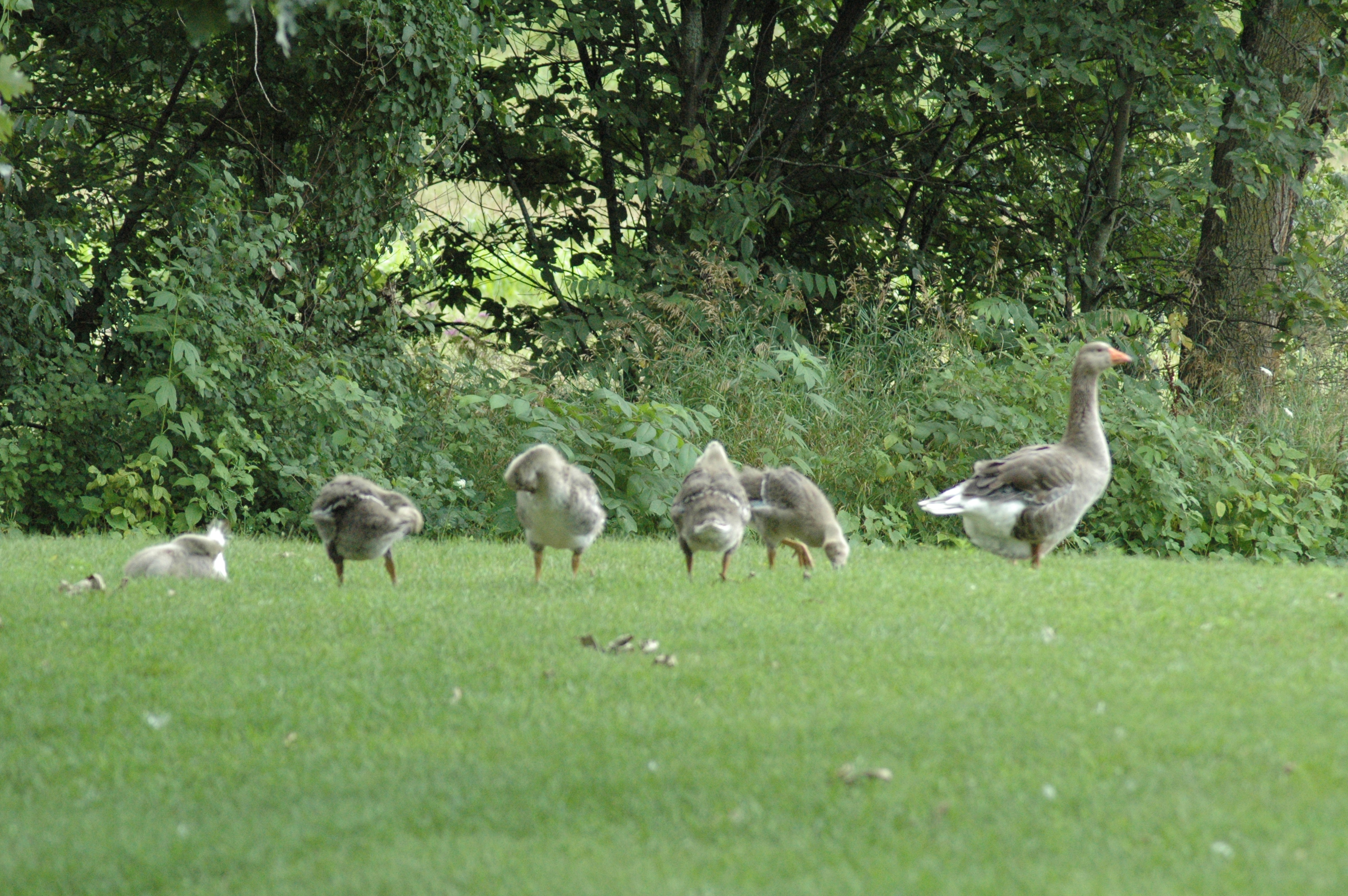 Molly and her goslings