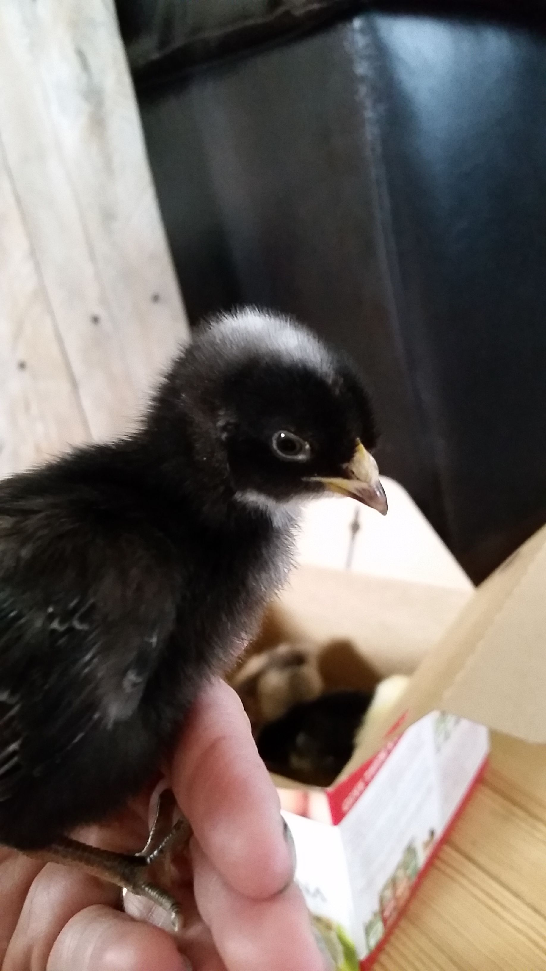 Molly (Cuckoo Maran)