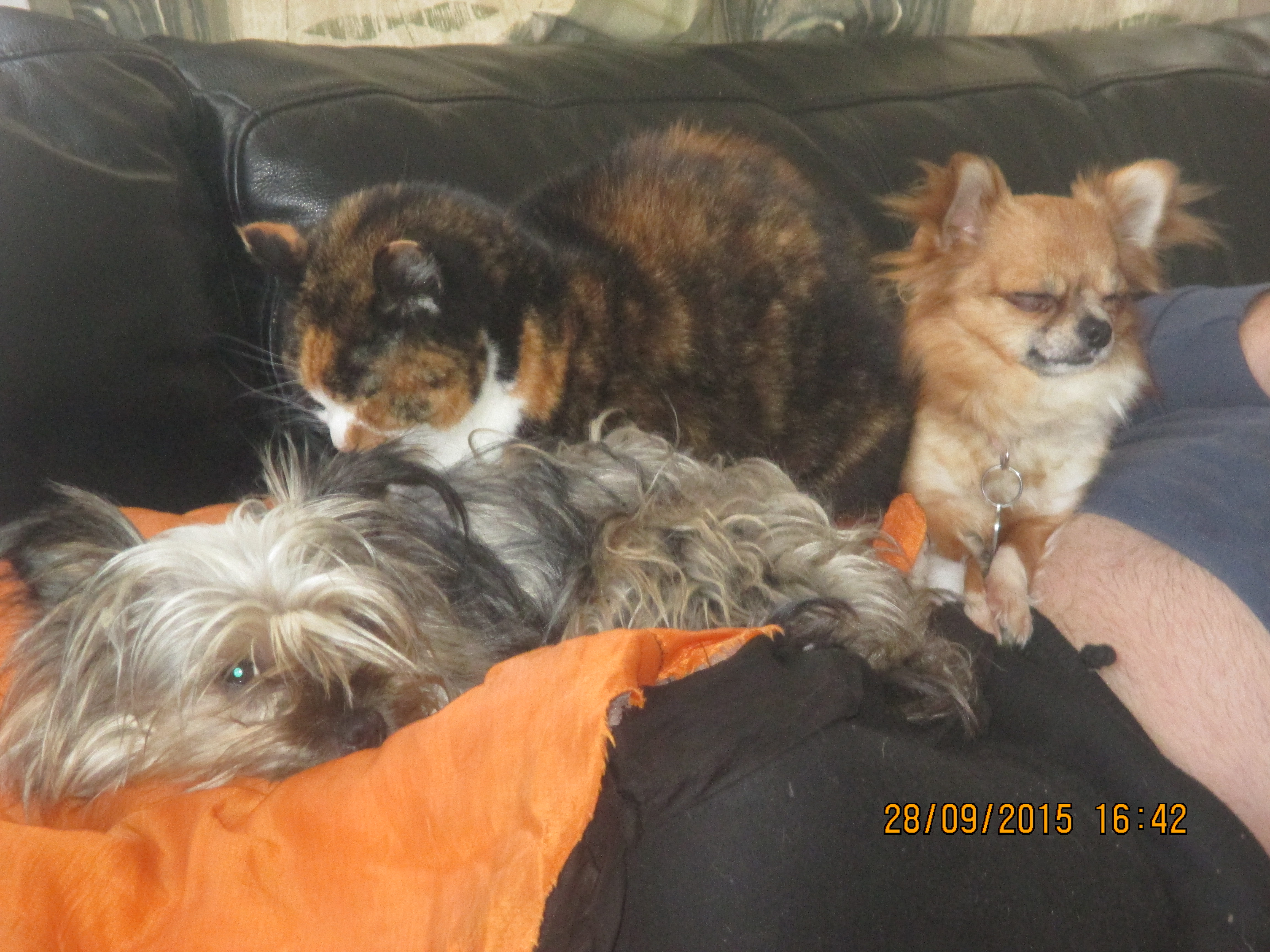 Molly Mayhem AKA the rug, Mogwai and Clodagh River,  pronounced Clo dah
