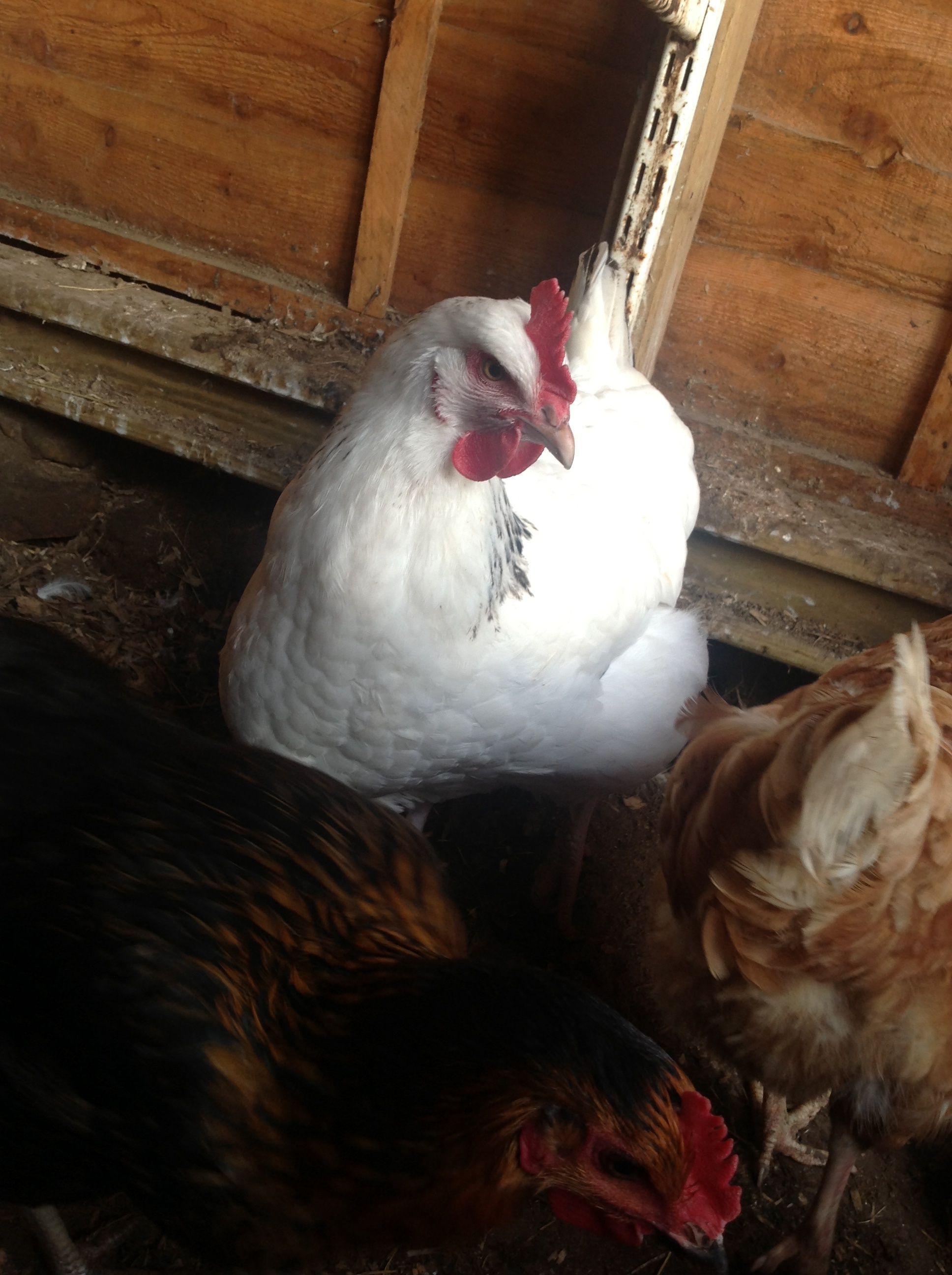 Molly,My Light Sussex