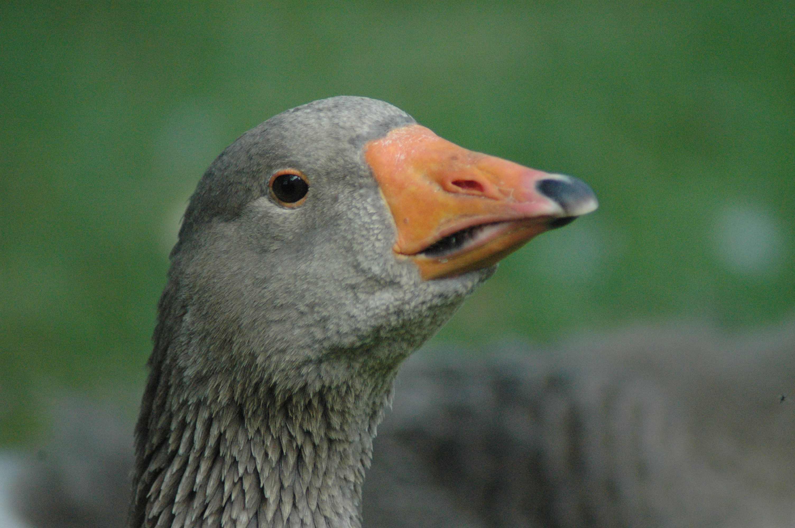 Molly, our Toulouse goose