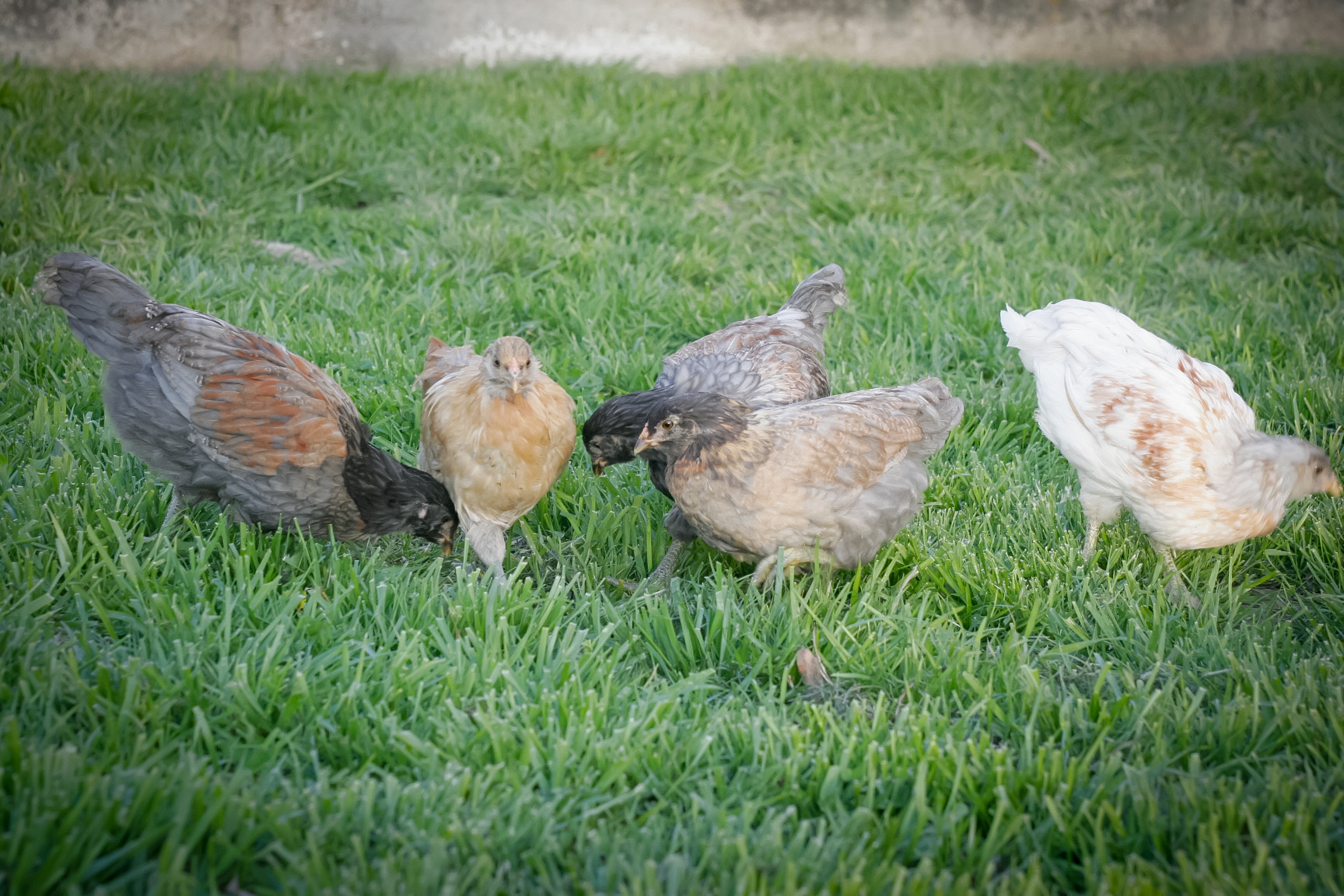 Molly, Penny, Octavia, Penelope, Daisy