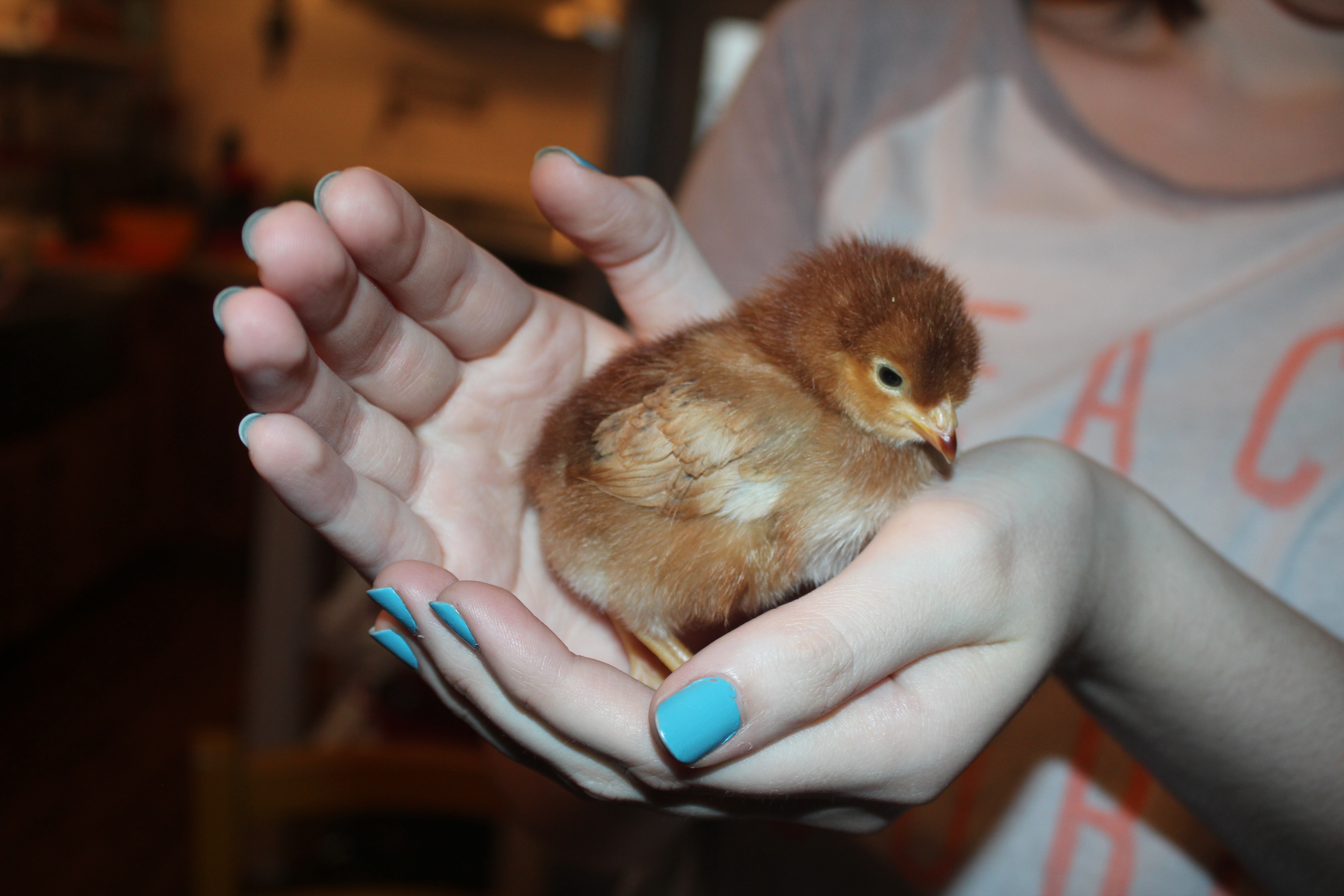 Molly - Production Red