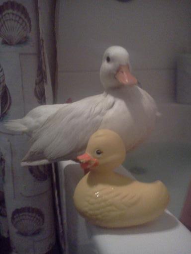 Molly & Rubber Ducky