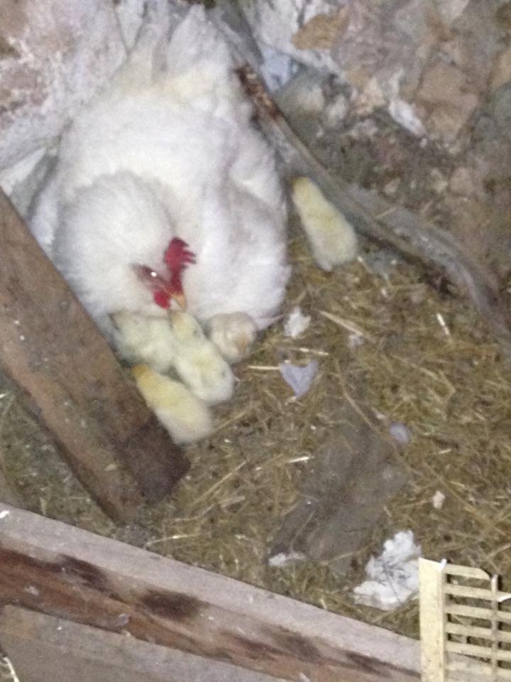 Molly with her babies after they were first born
