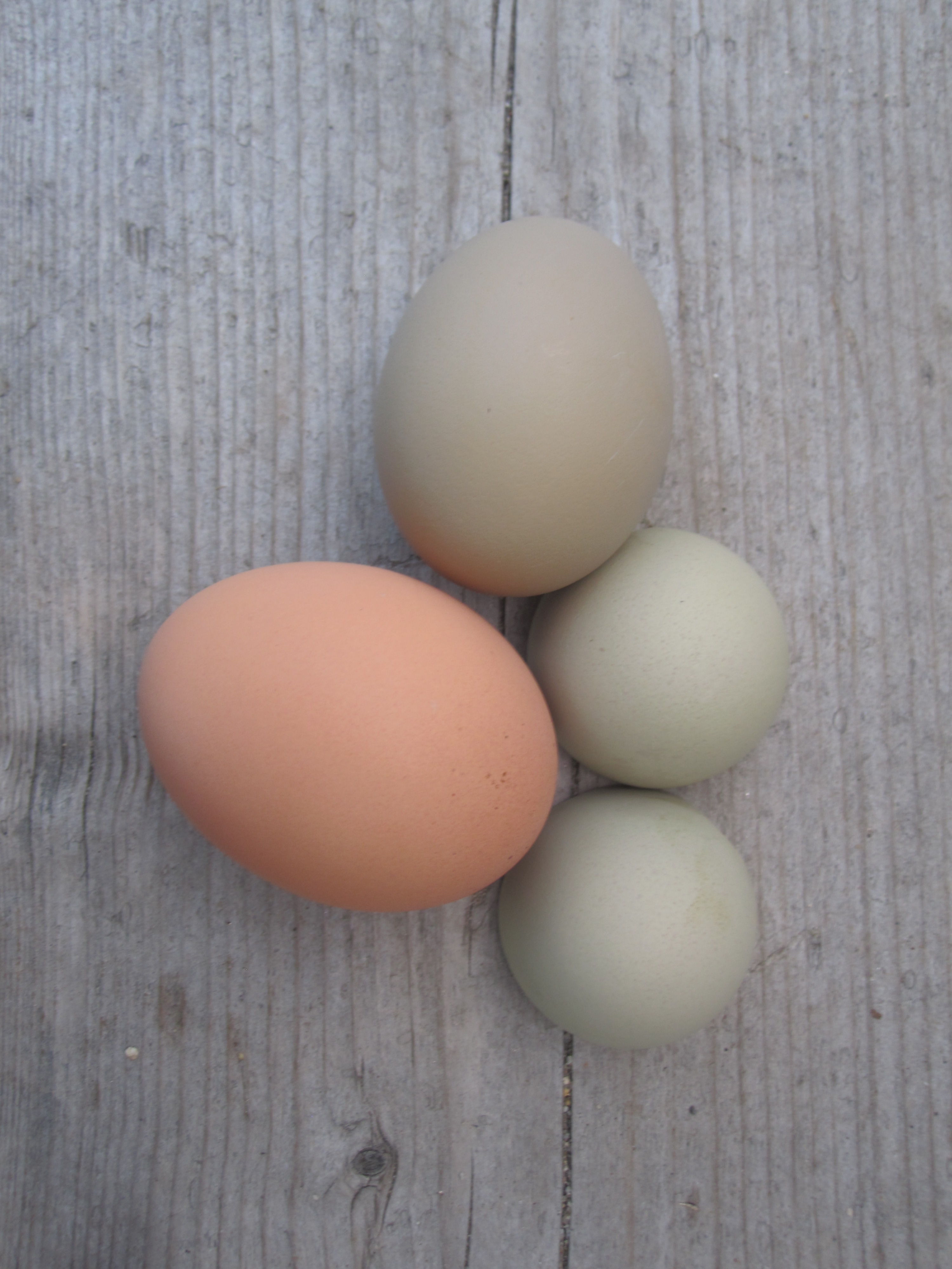 Molly's first egg! Laid on May 19, 2014. The top egg in the photo. The green half shells are from Sadie's first egg.  The brown egg is one of our older girls, Henny.