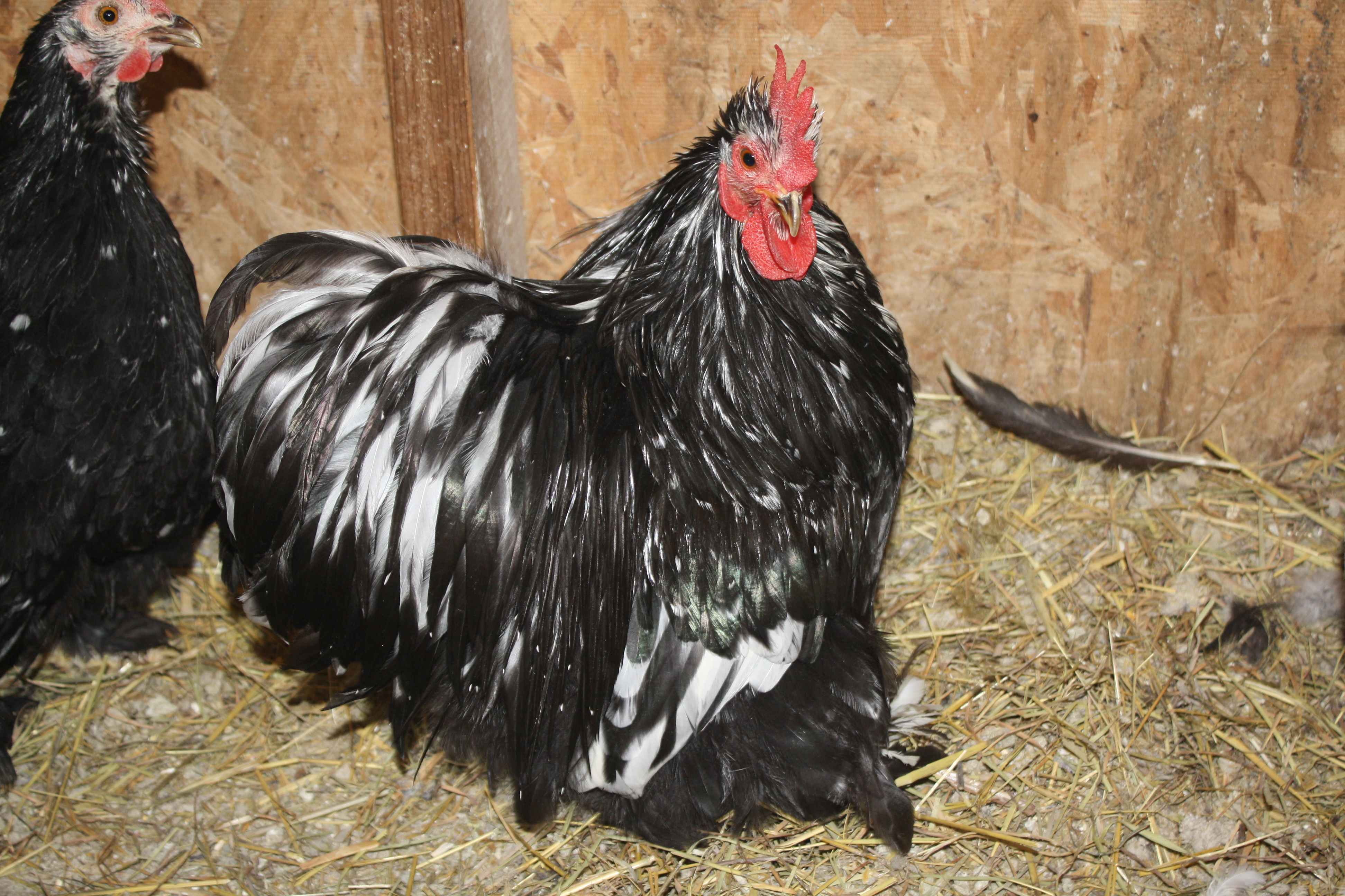 Molted Cochin Bantam roo