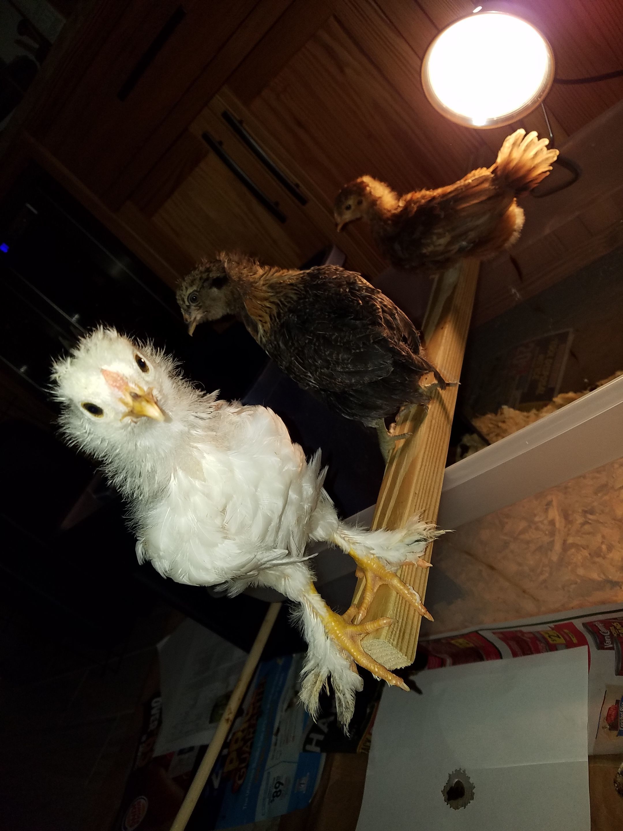 Molting and a hot mess :)