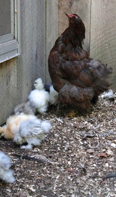 Molting Partridge Cochin with chicks