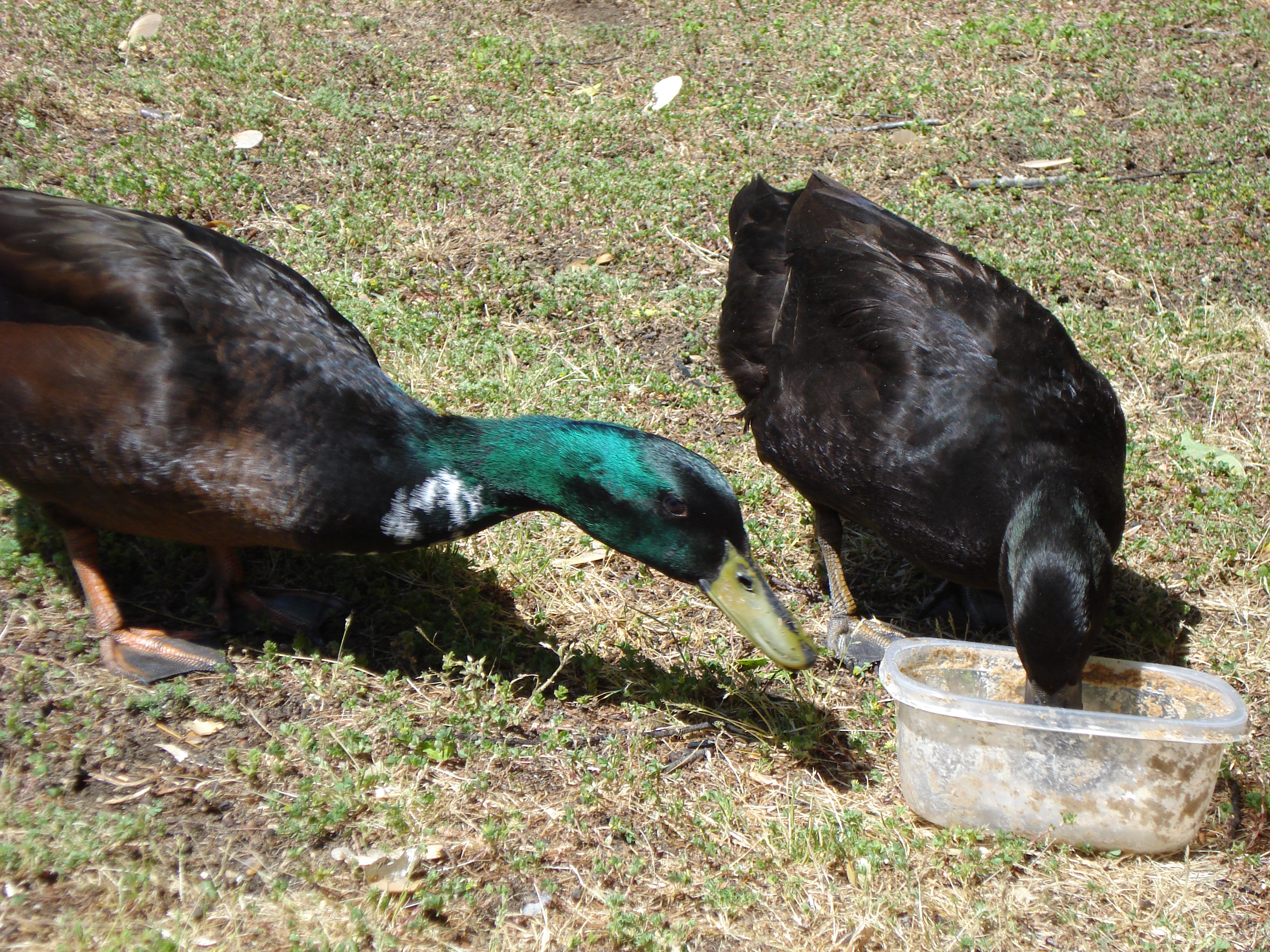 Mom and Dad duck