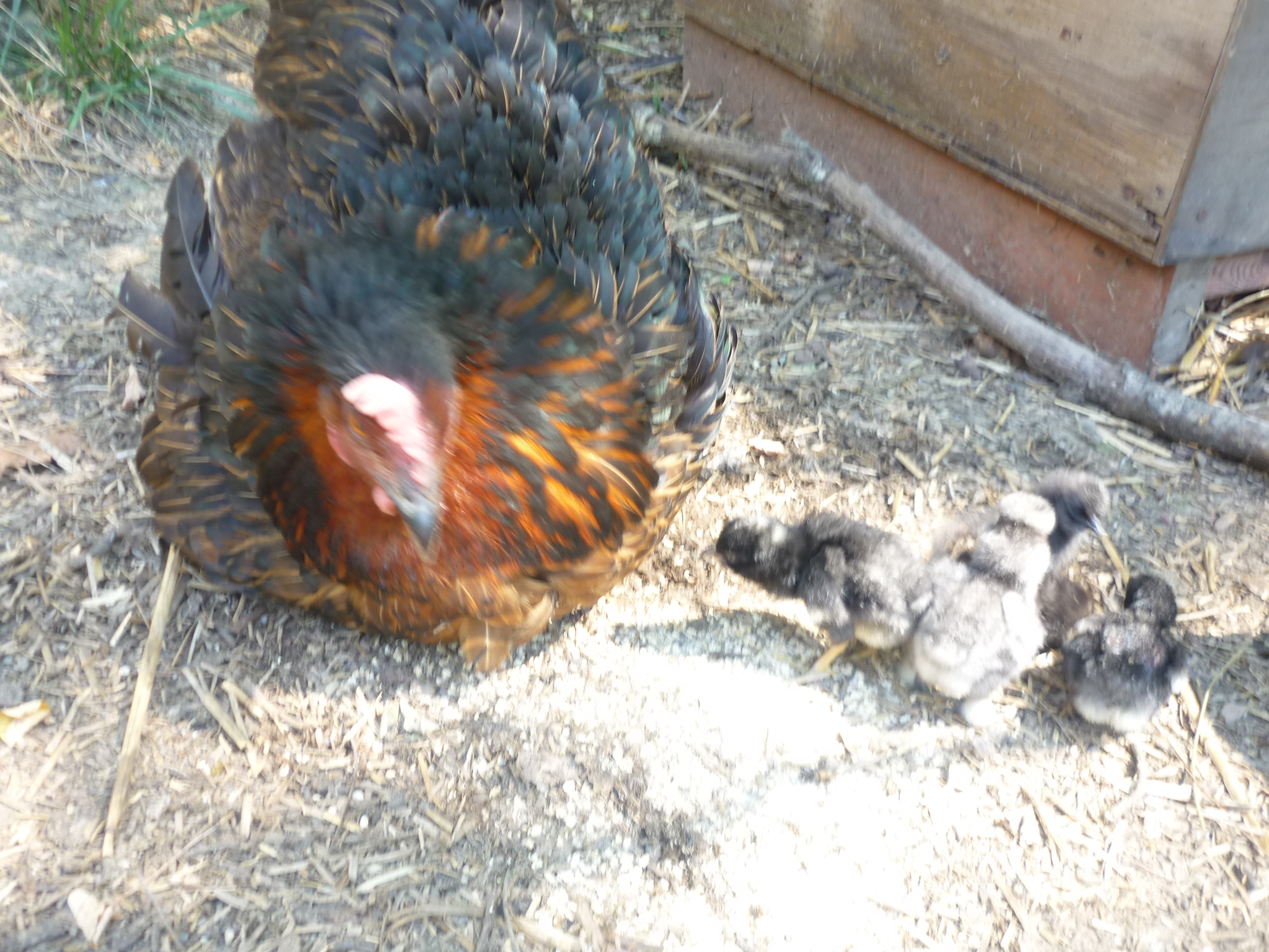 Mom and peeps.