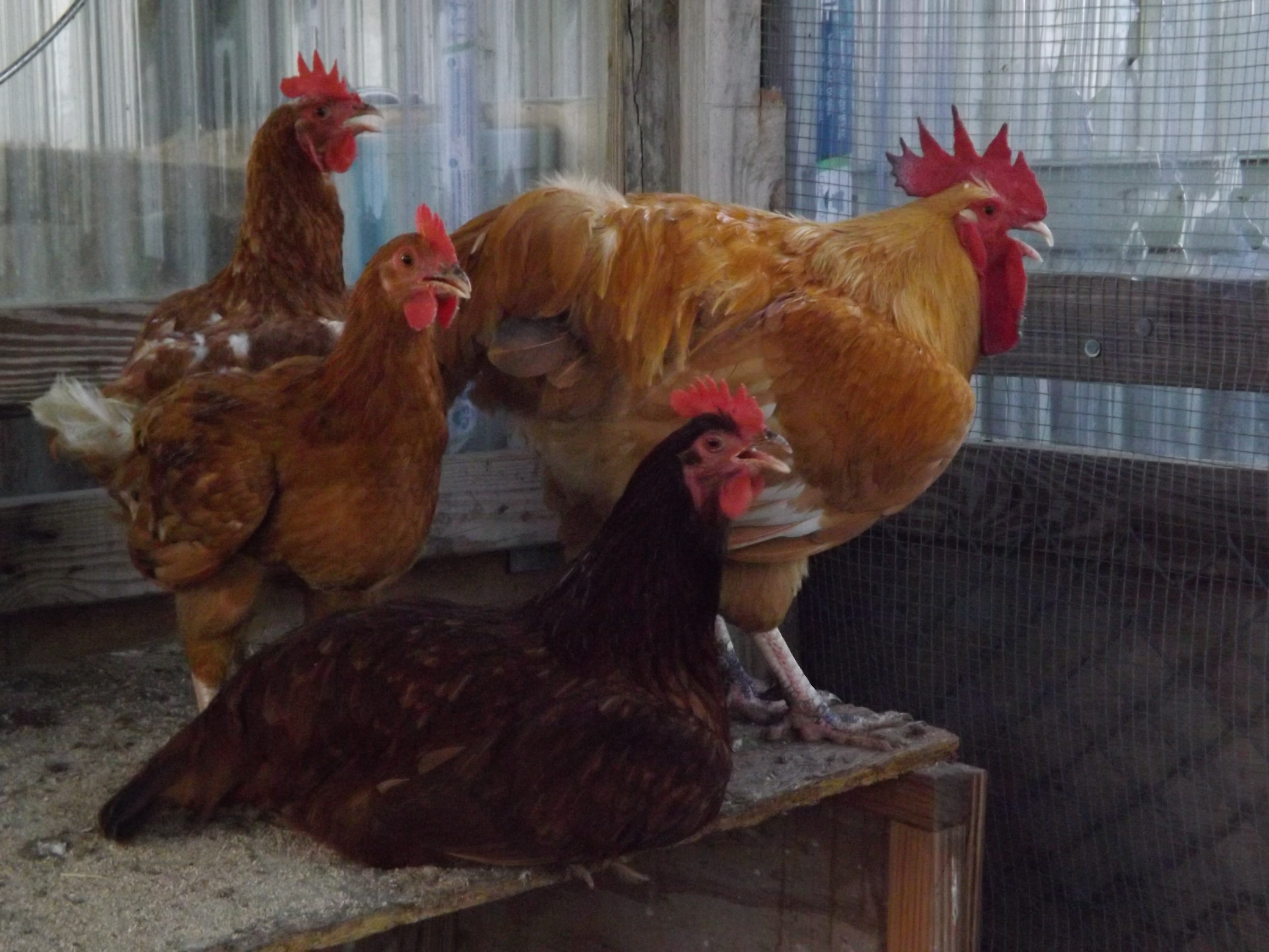 Mom, dad, baby.  HENri, Buffy and Louie.  Buffy is such a good dad... he takes very good care of the baby, even though he is almost as big as he is and he is also a roo.  We're not sure what breed that other hen is...guessing Hyline.  They are a sweet family