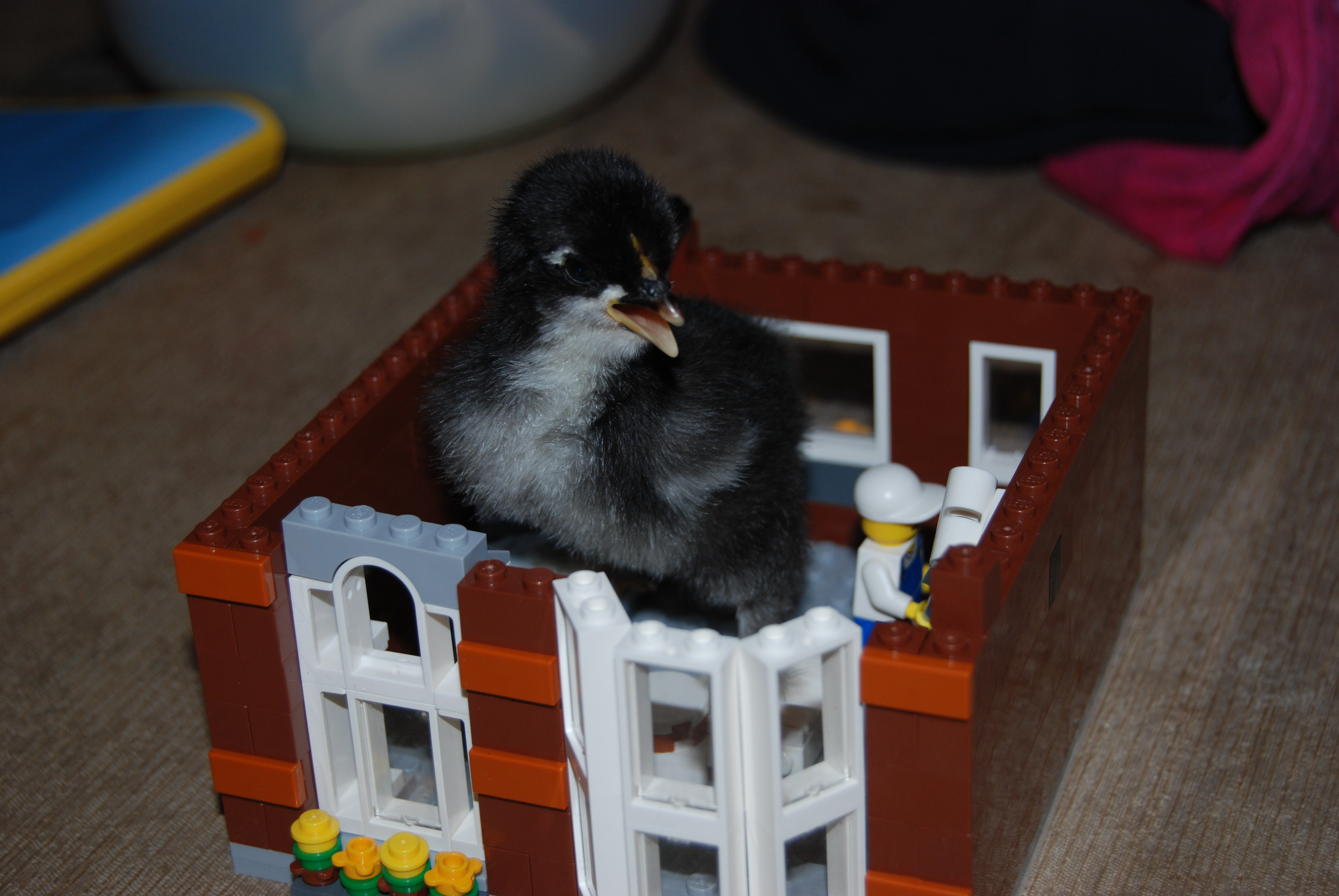 "Mom, I think my nest needs to be bigger."  Zoria/frizzle