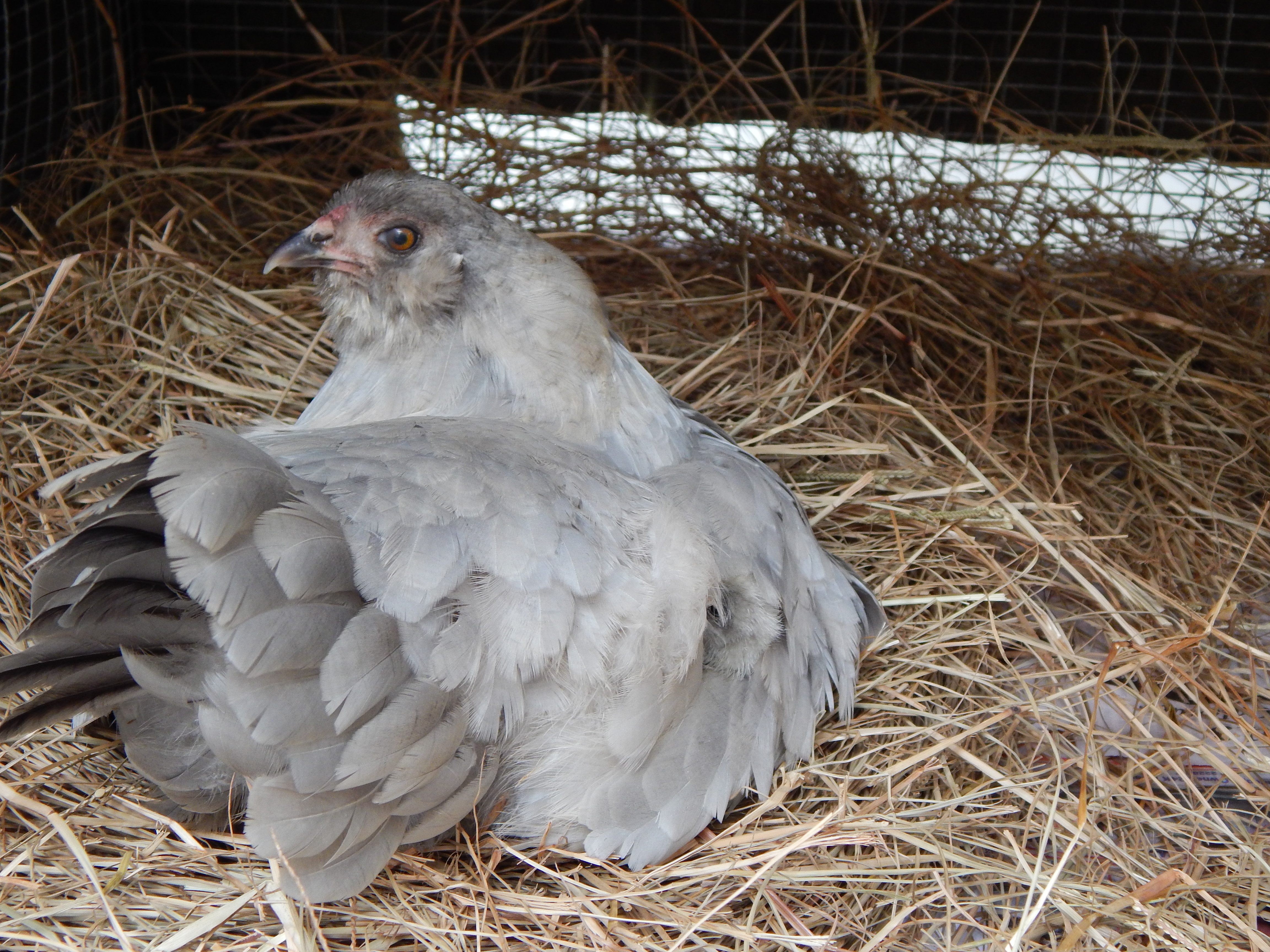 Mom is hiding babies in there somewhere!