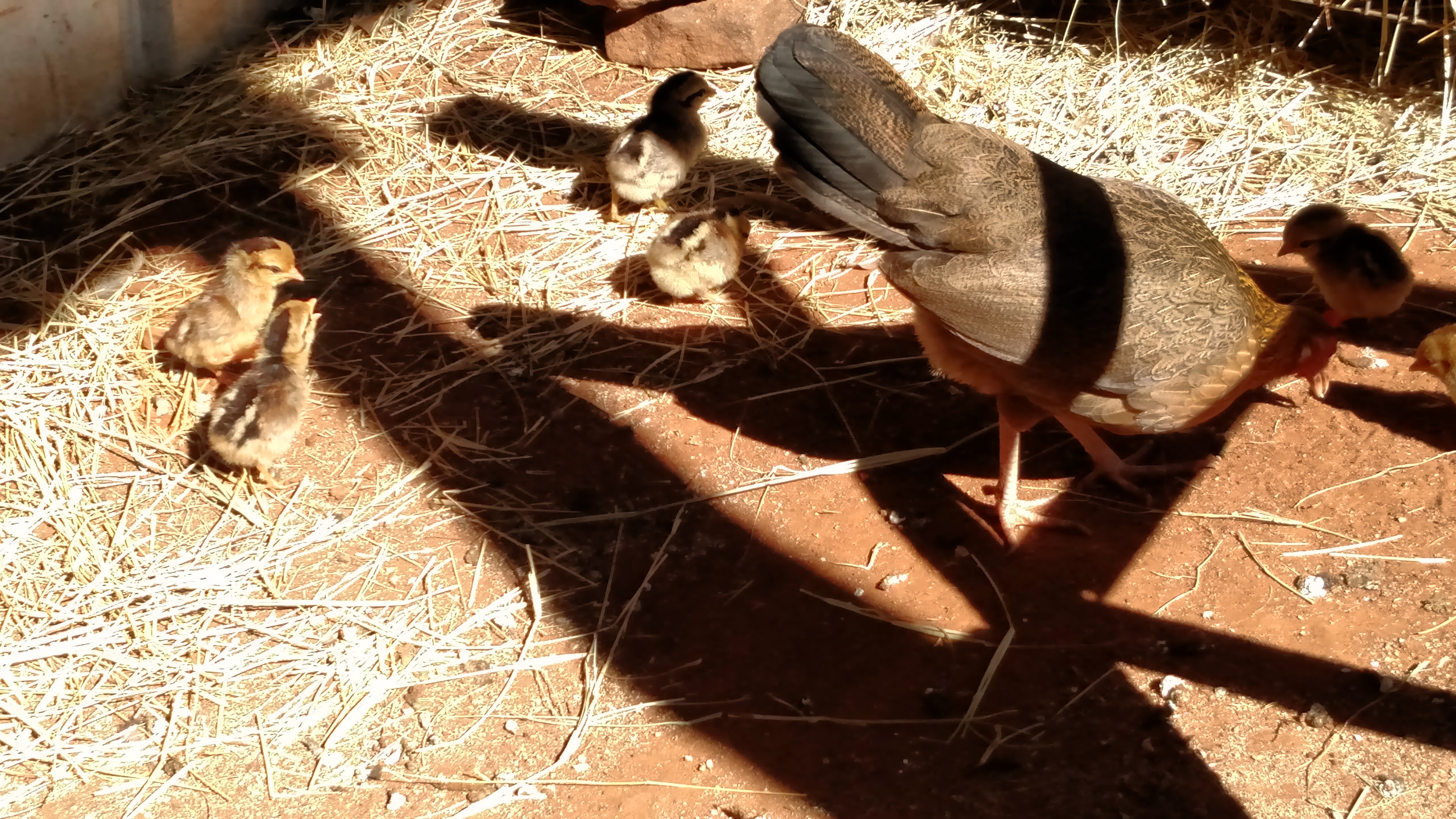 Moma hen got out of nest this morning while I was gone to pick up materials and welder to build new pen.  There are 7 live, healthy babies.  All seem happy even with the new construction underway.