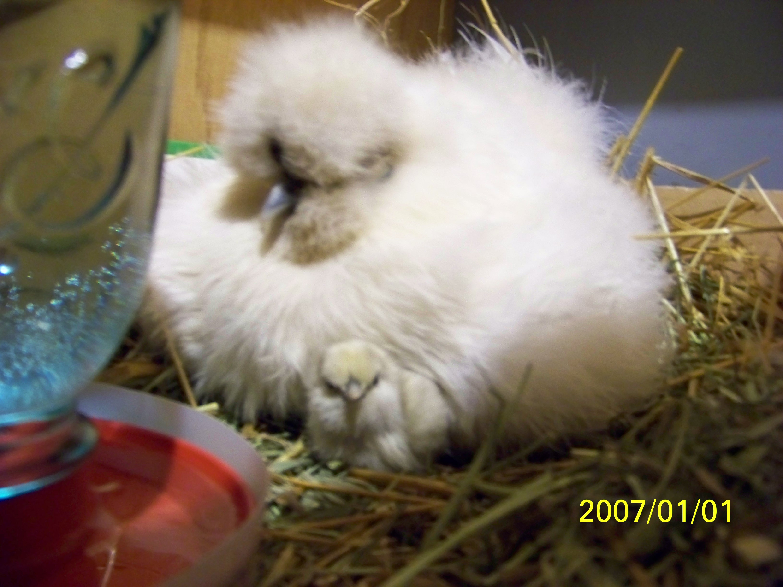 momma and first seen