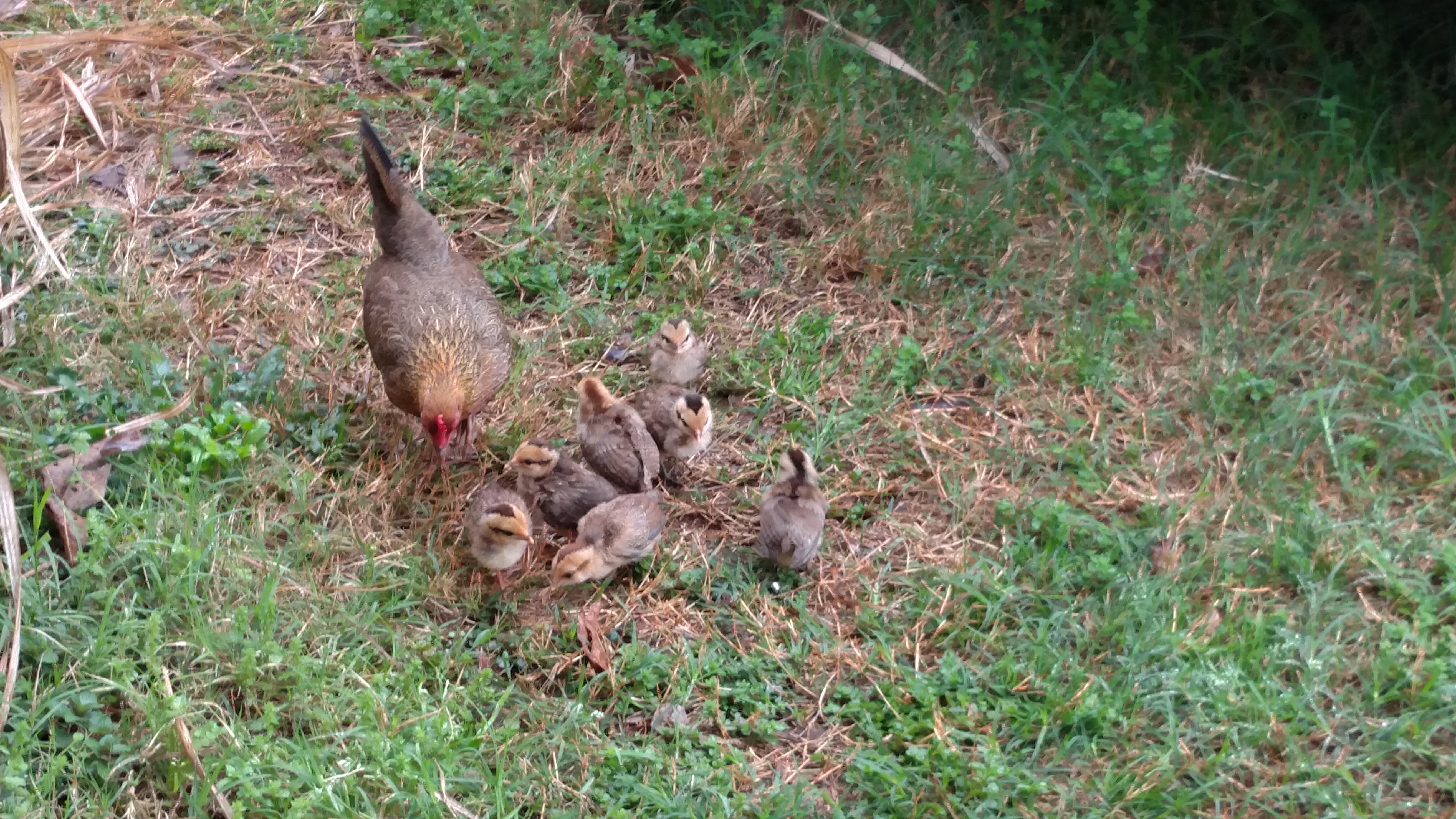 Momma & babies doing good free range.