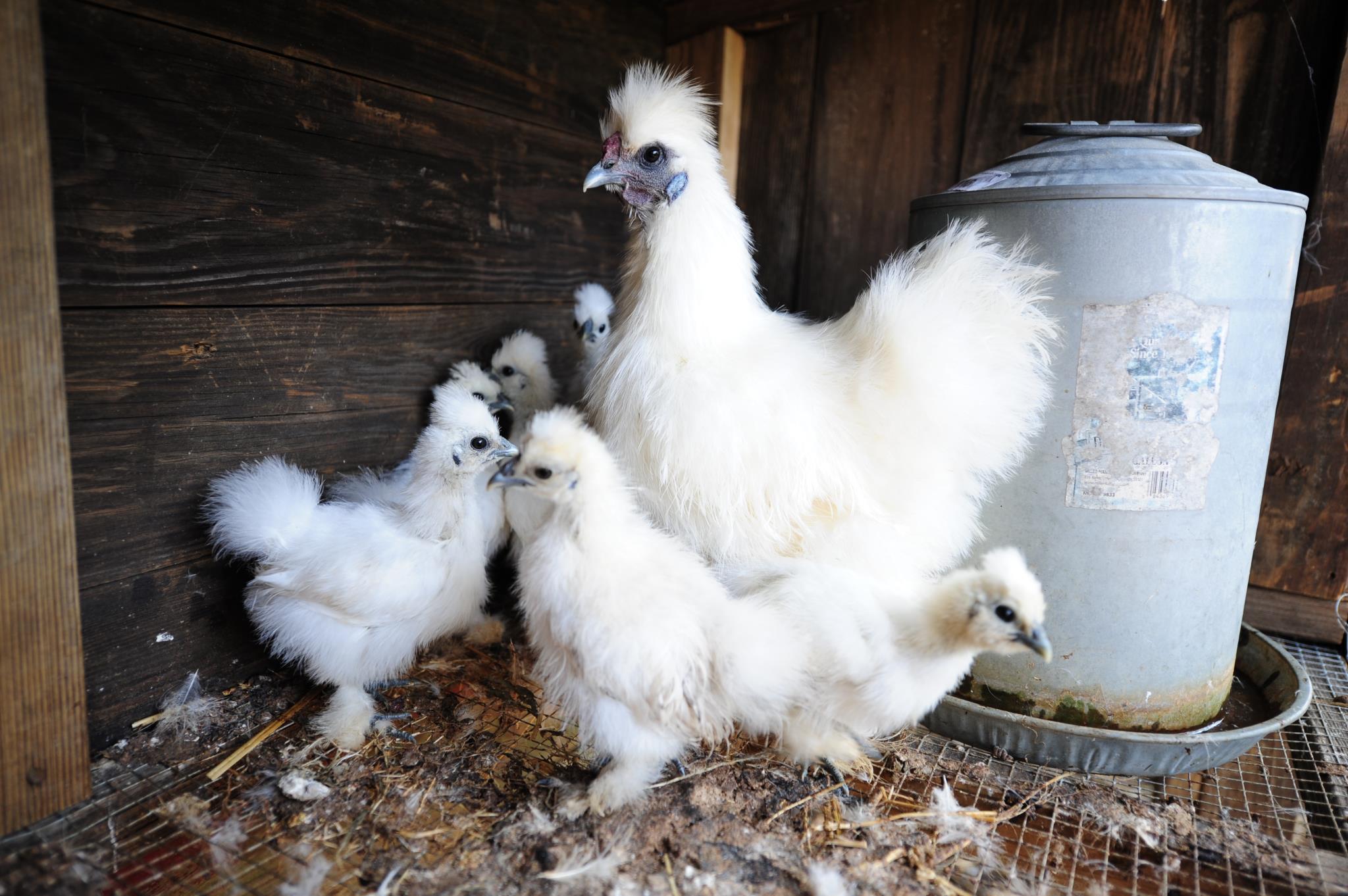 Momma bird, no beard...