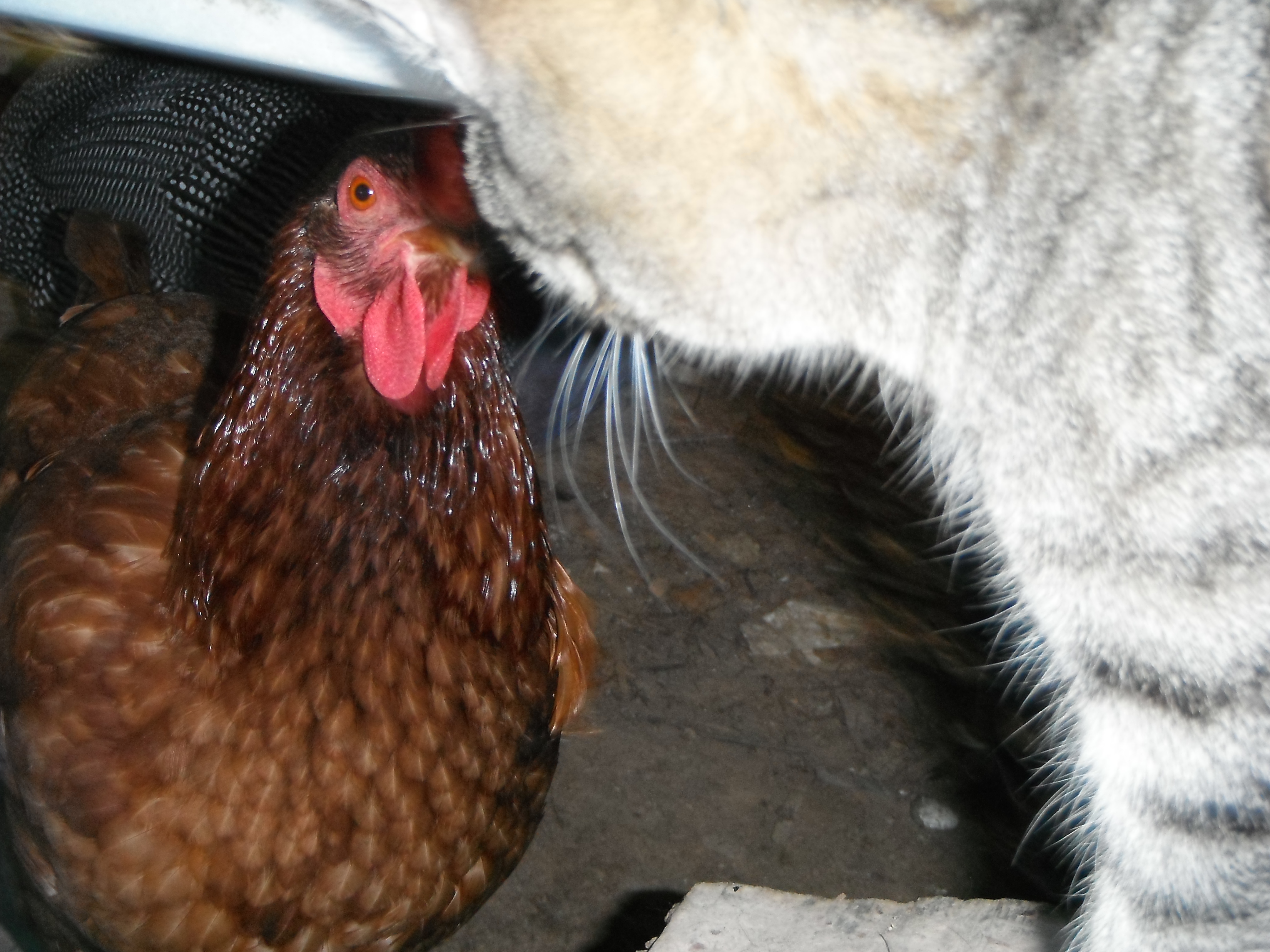 momma bird saying I'm gonna hurt you, kittey. cat ruined my pic of Chipolla, the all black hen.