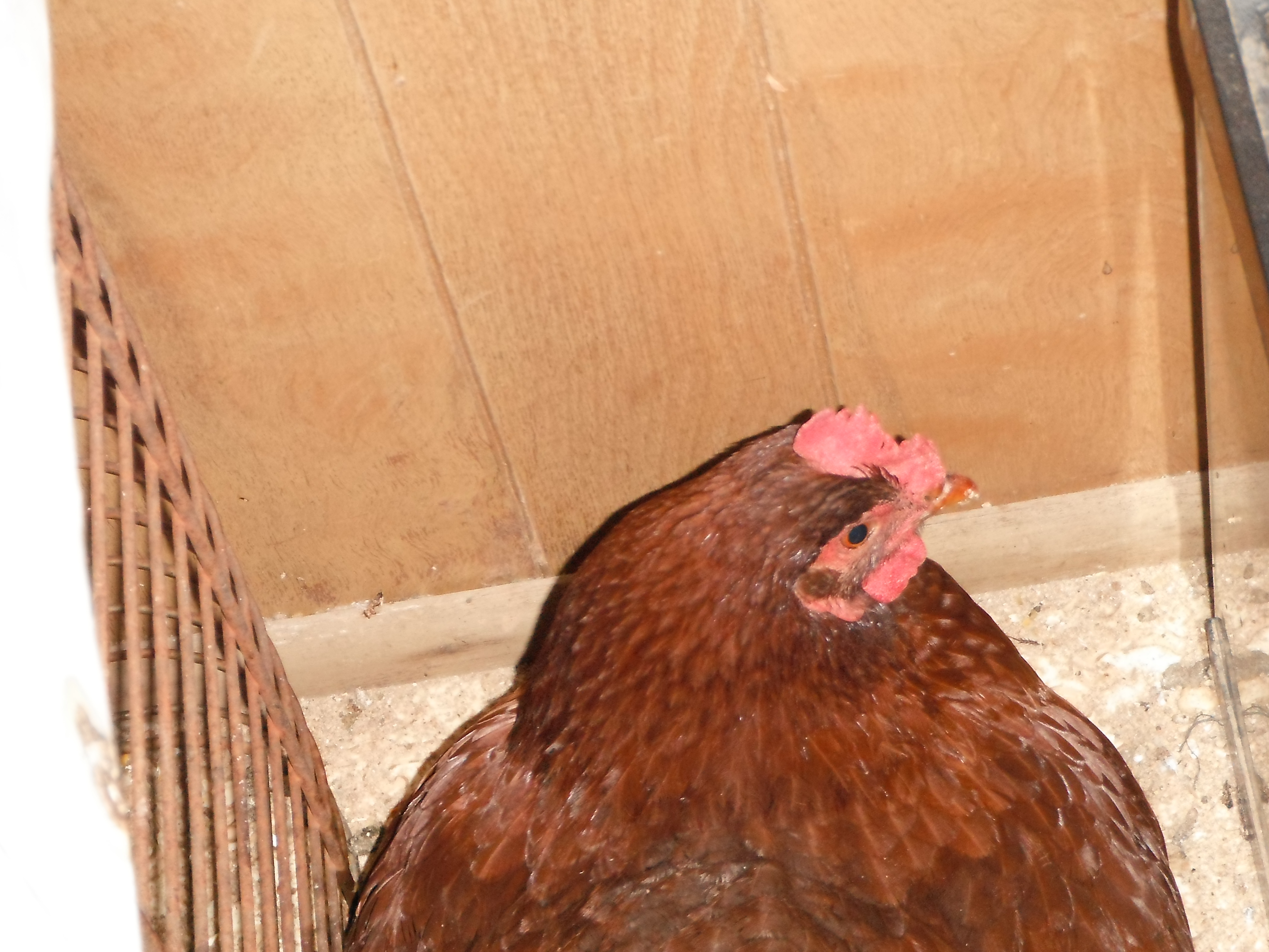 momma bird's face, same pic as her tail and the baby behind her but I wanted ppl to see her face.