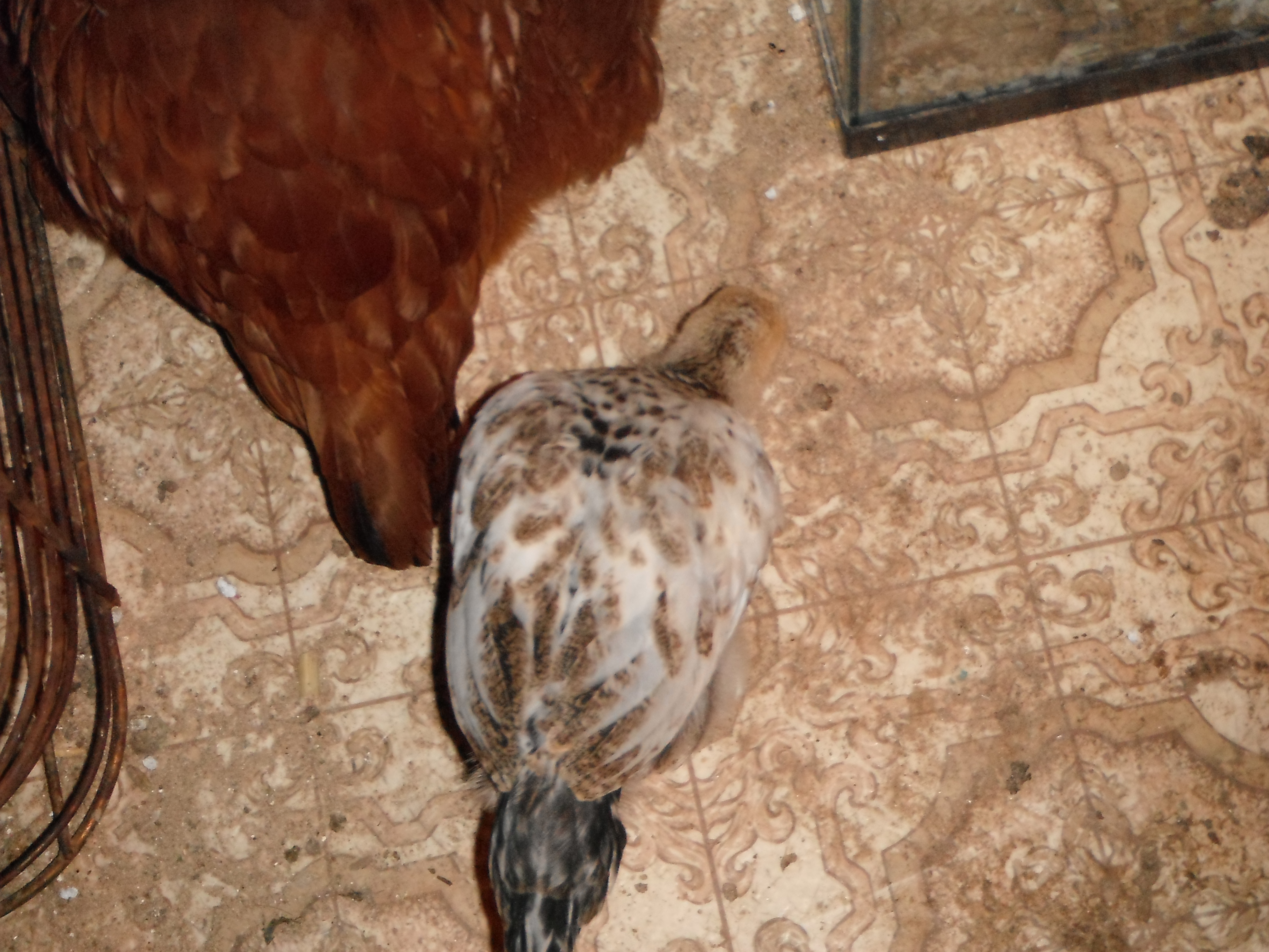 Momma birds' tail with my cutest baby, because the ratio of all the colors of white, brown and black.