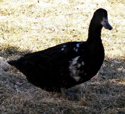 Momma Cayuga Duck, getting some white patches