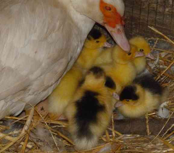 Momma duck and ducklings.