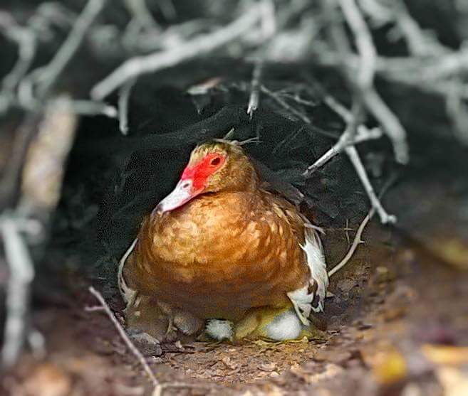 Momma (edited)
She has 8 babies under her.