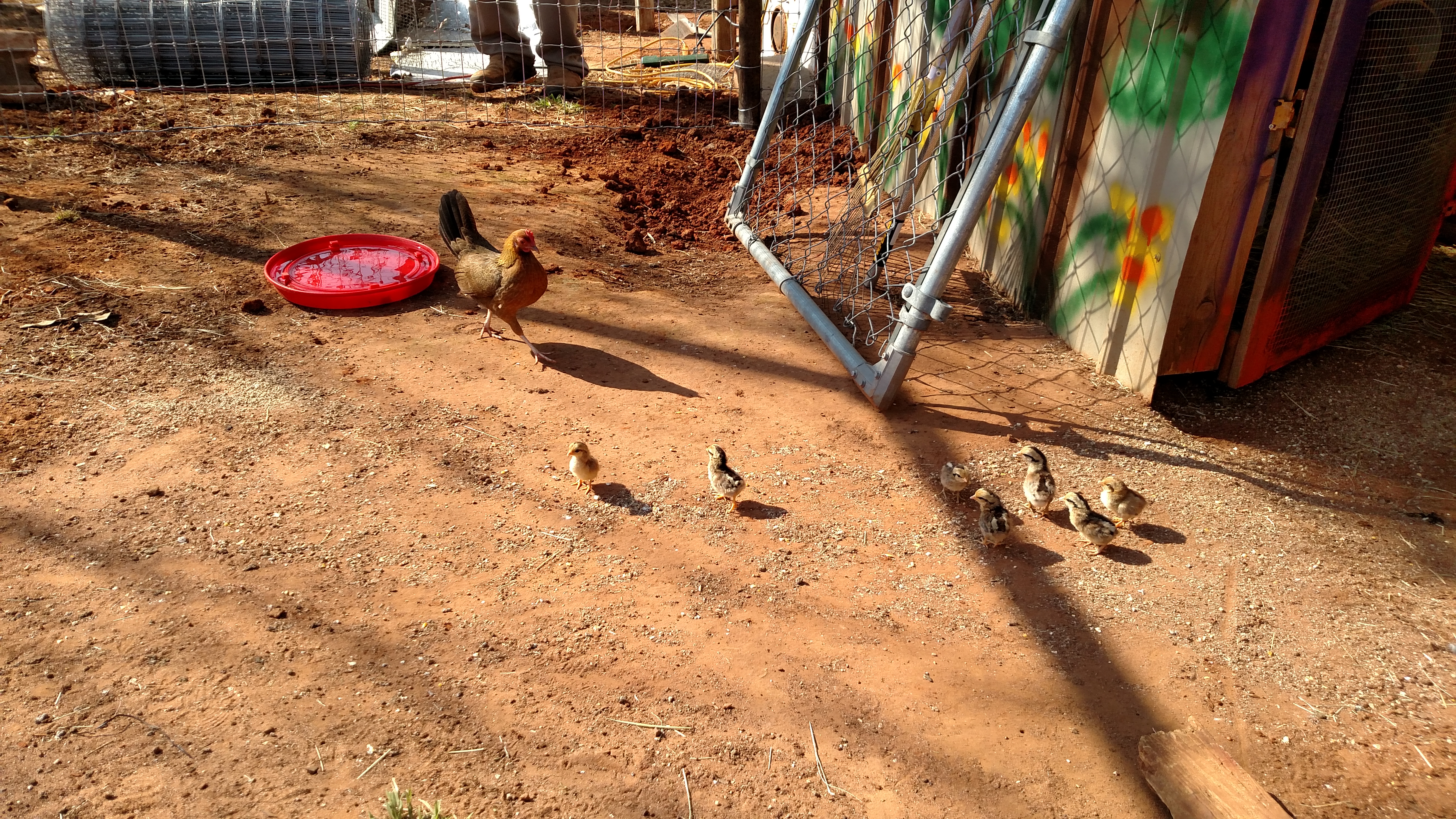 Momma hen bringing out new babies for first time.  She is being a good little momma so far.
